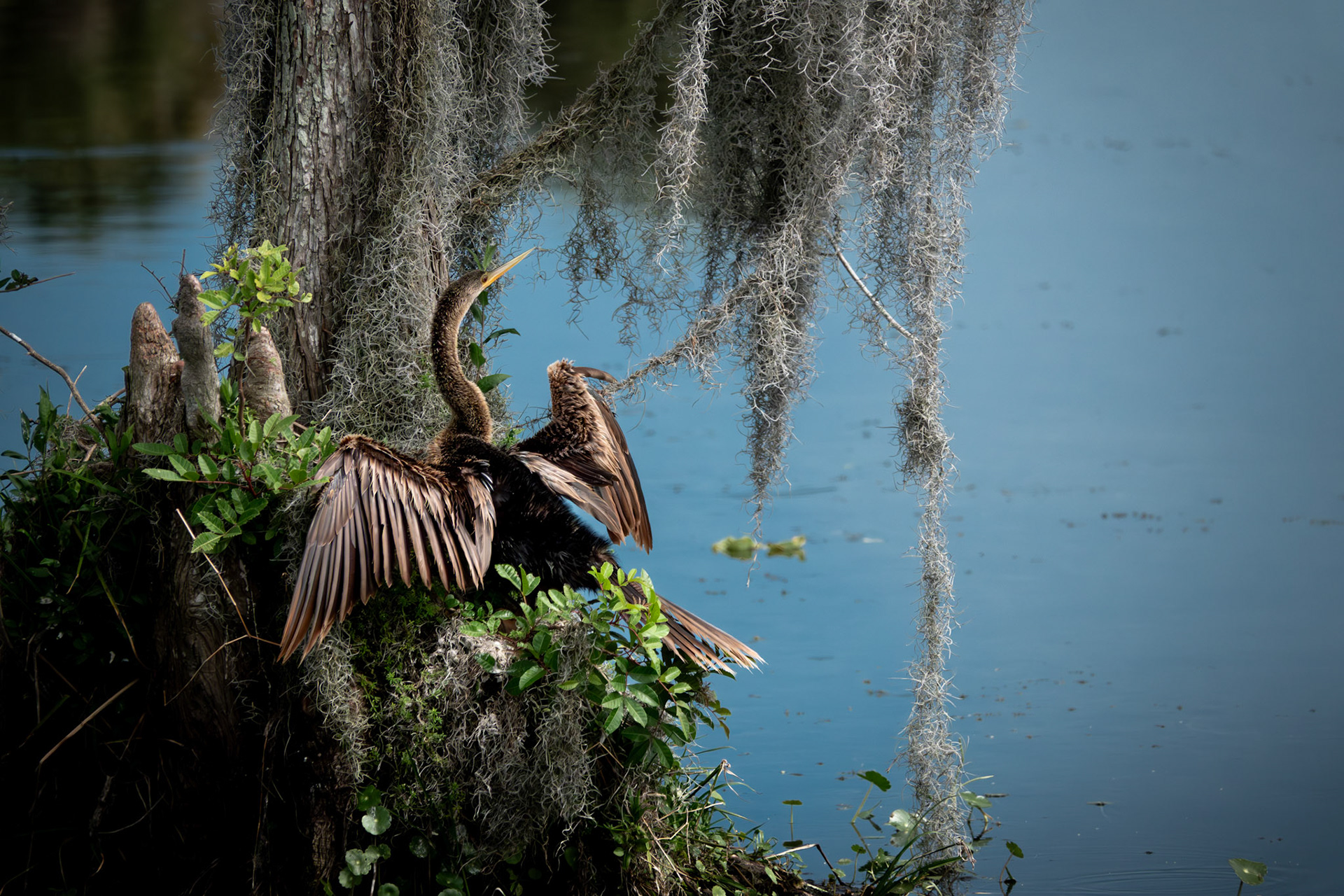 American Darter | Orlando Wetlands Park, FL
