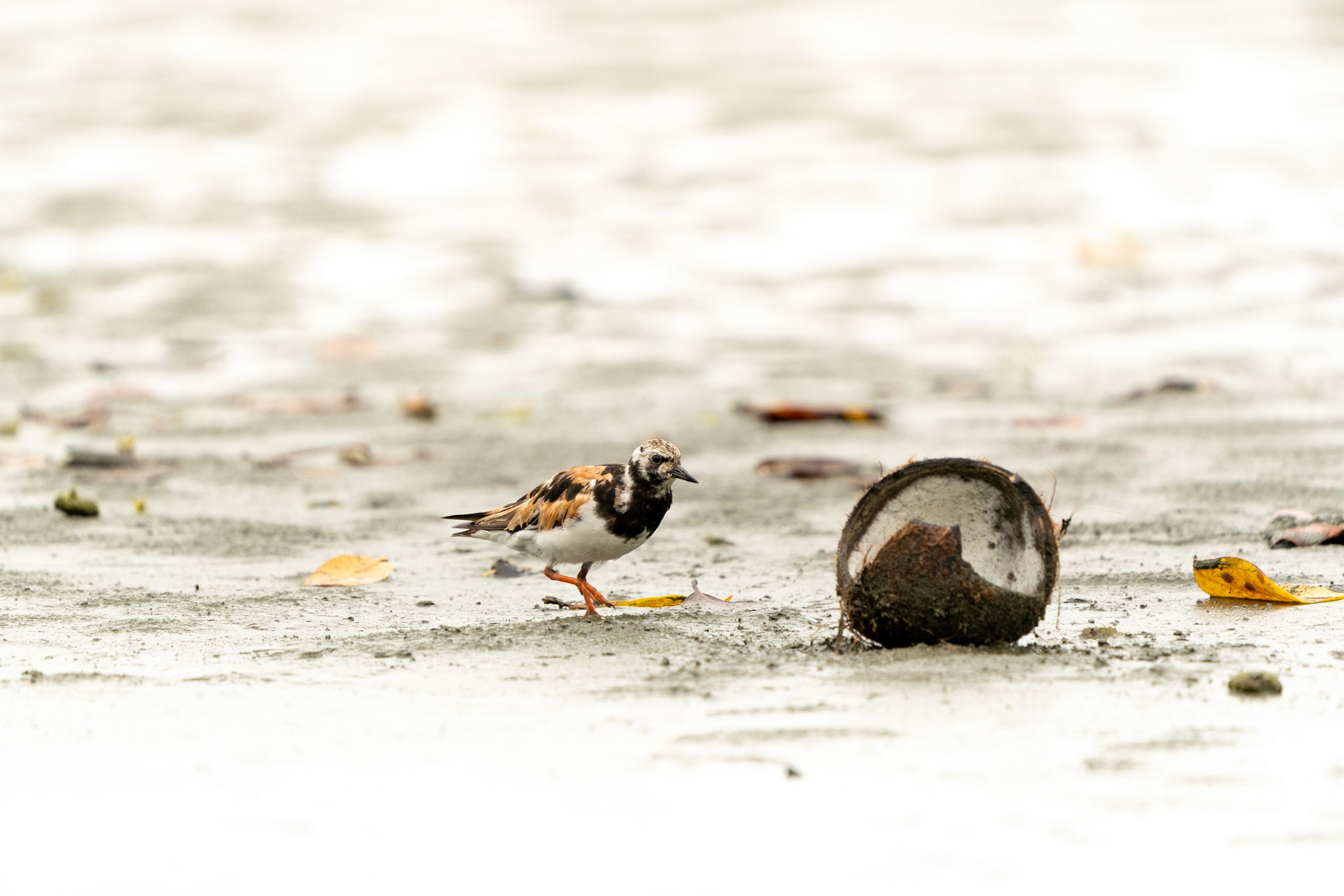Ruddy Turnstone | Puerto Jiménez, Osa Peninsula