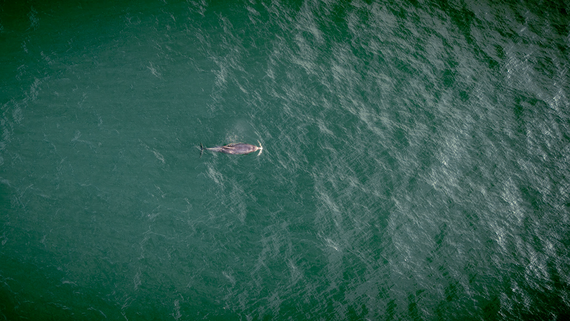 Bottlenose Dolphin | Ballybunion, Co. Kerry