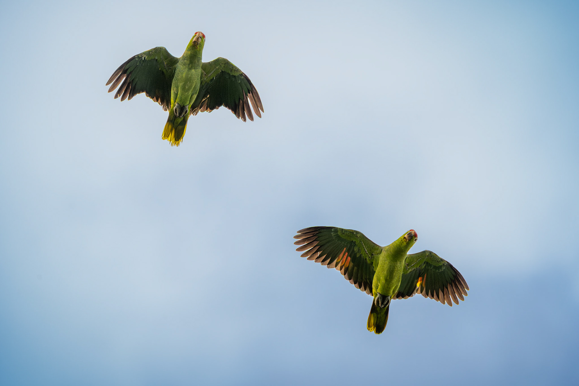 Orange-chinned Parakeets | Puerto Jiménez, Osa Peninsula