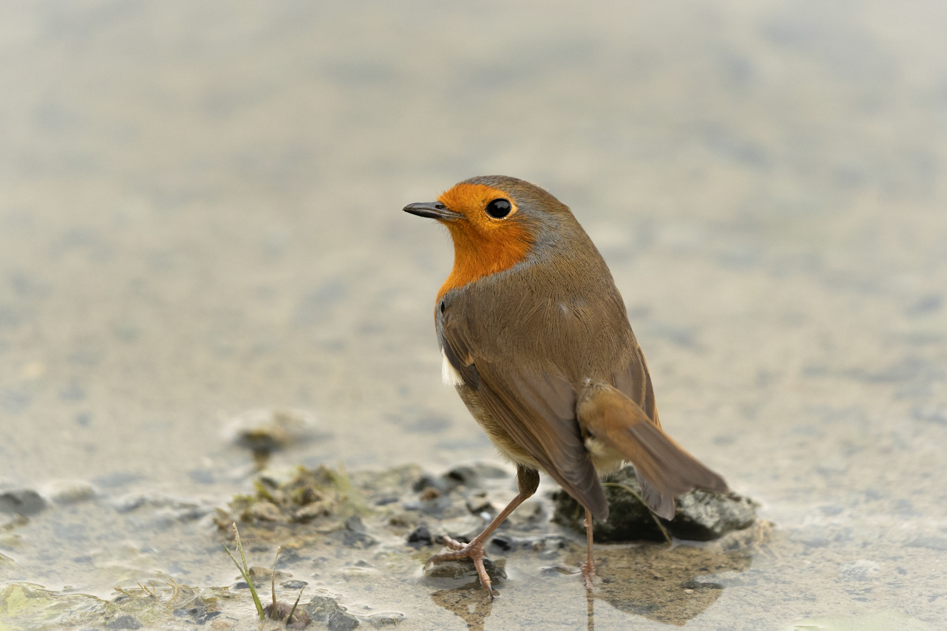 European Robin | Ballyallia Lough, Co. Clare