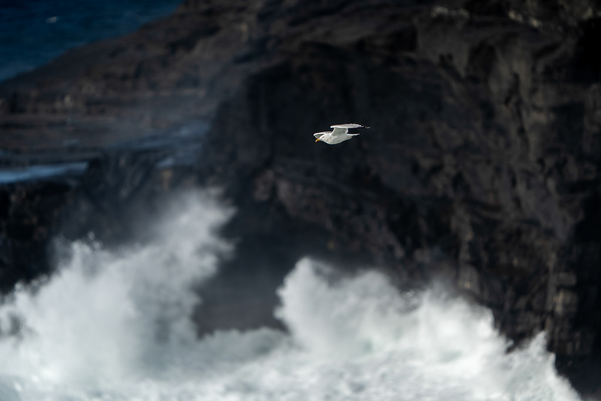 Herring Gull | Kilkee Cliffs, Co. Clare