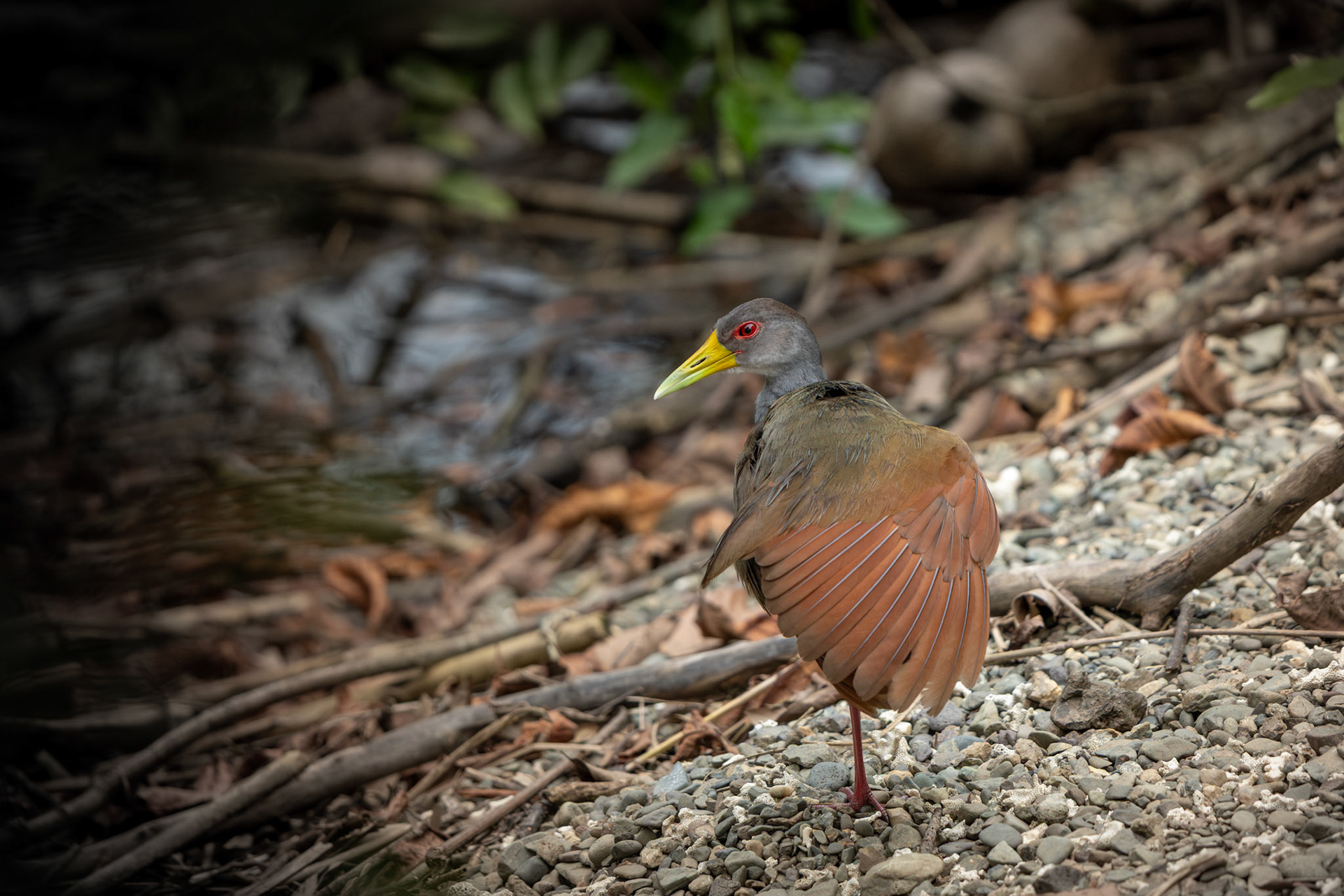 Wood-rail | Playa Blanca, Osa Peninsula