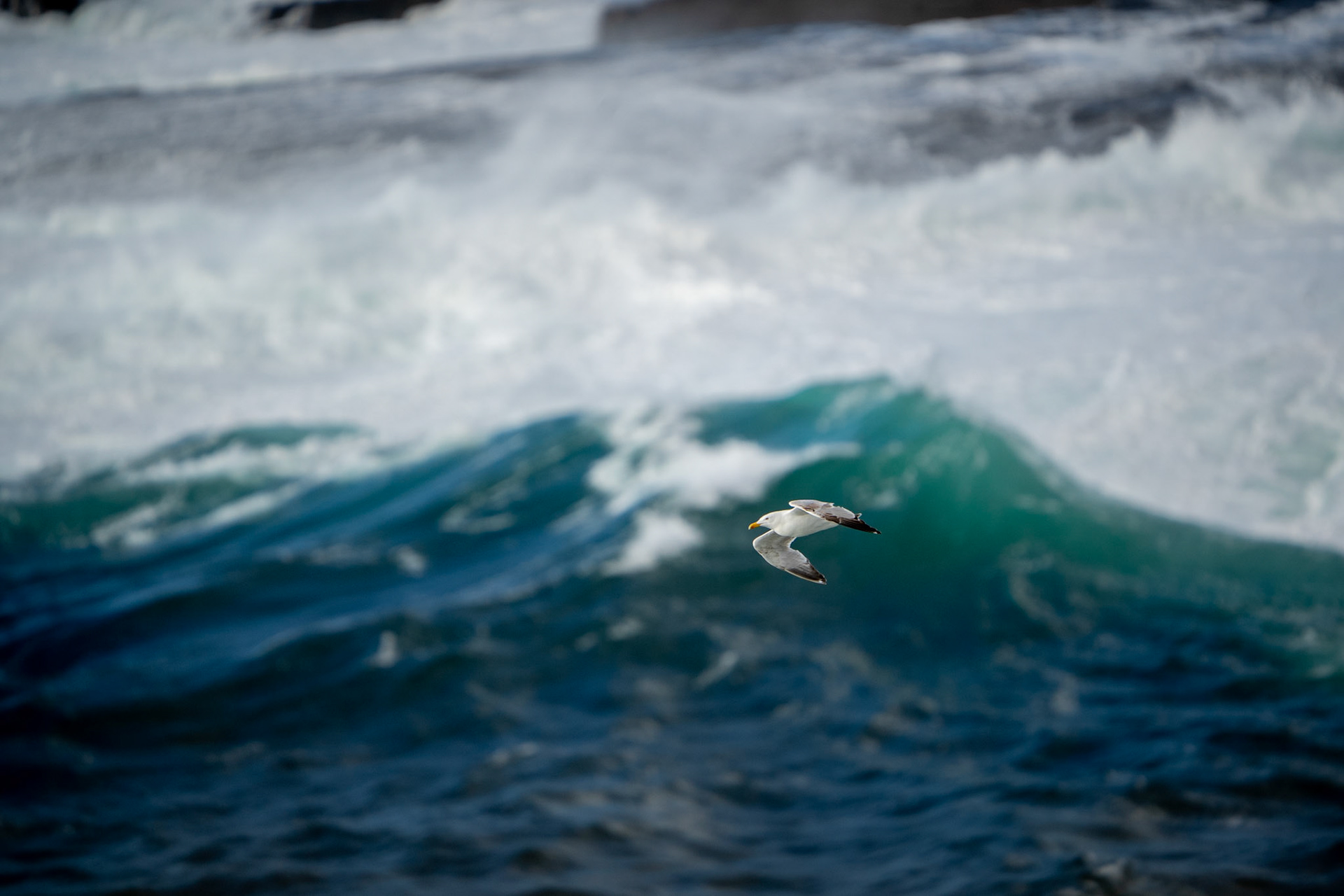 Herring Gull | Kilkee Cliffs, Co. Clare
