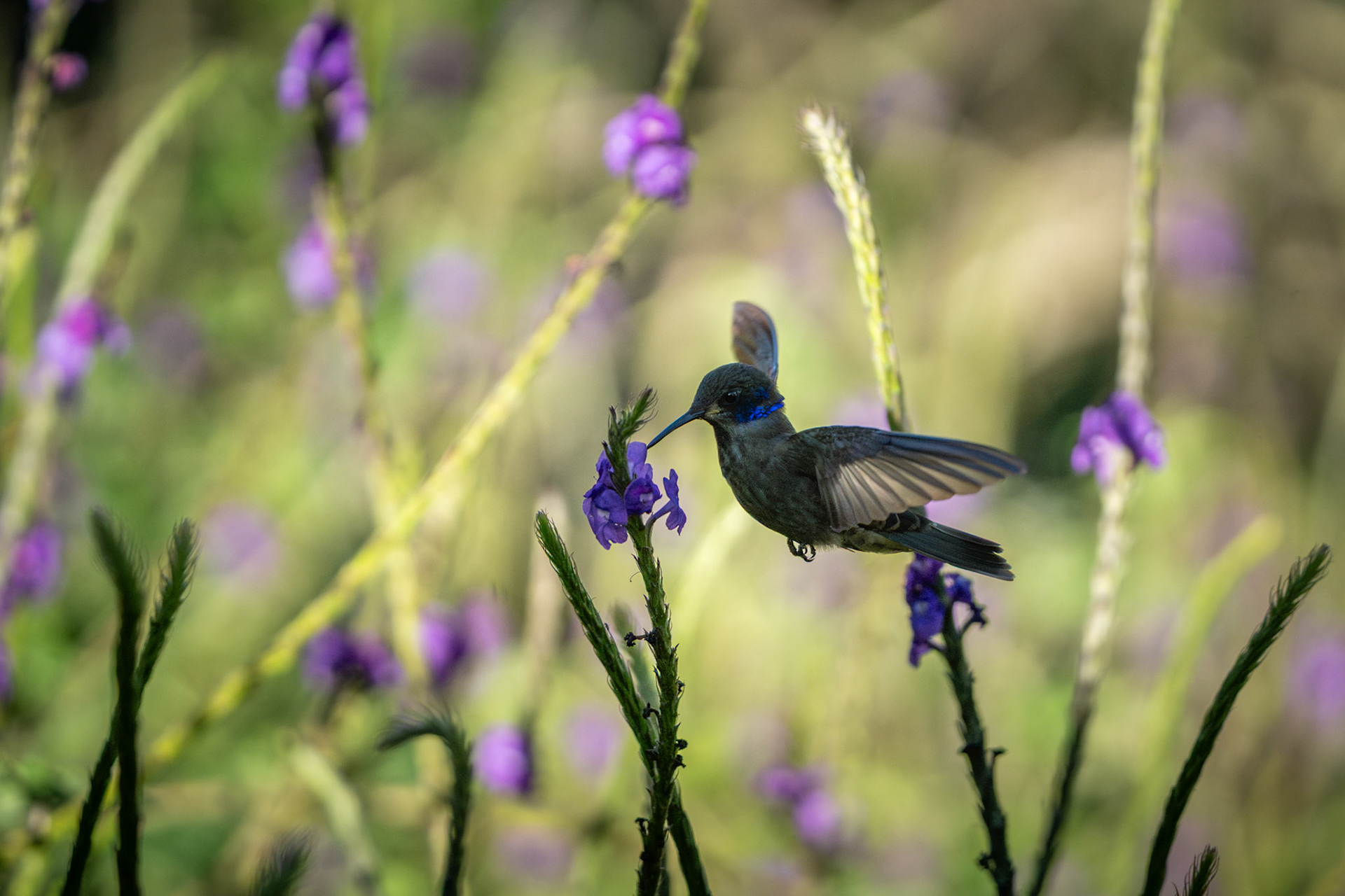 Talamanca Hummingbird (Female) | San Gerardo de Dota