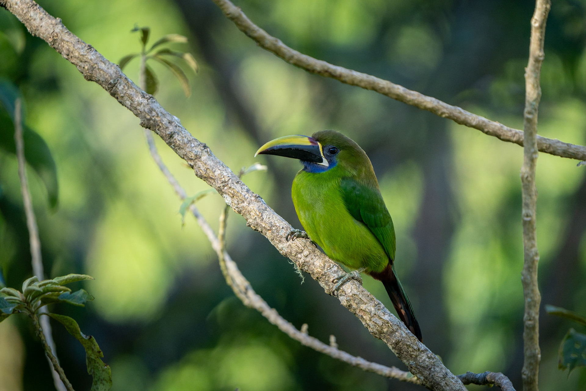 Emerald Toucanet | San Gerardo de Rivas