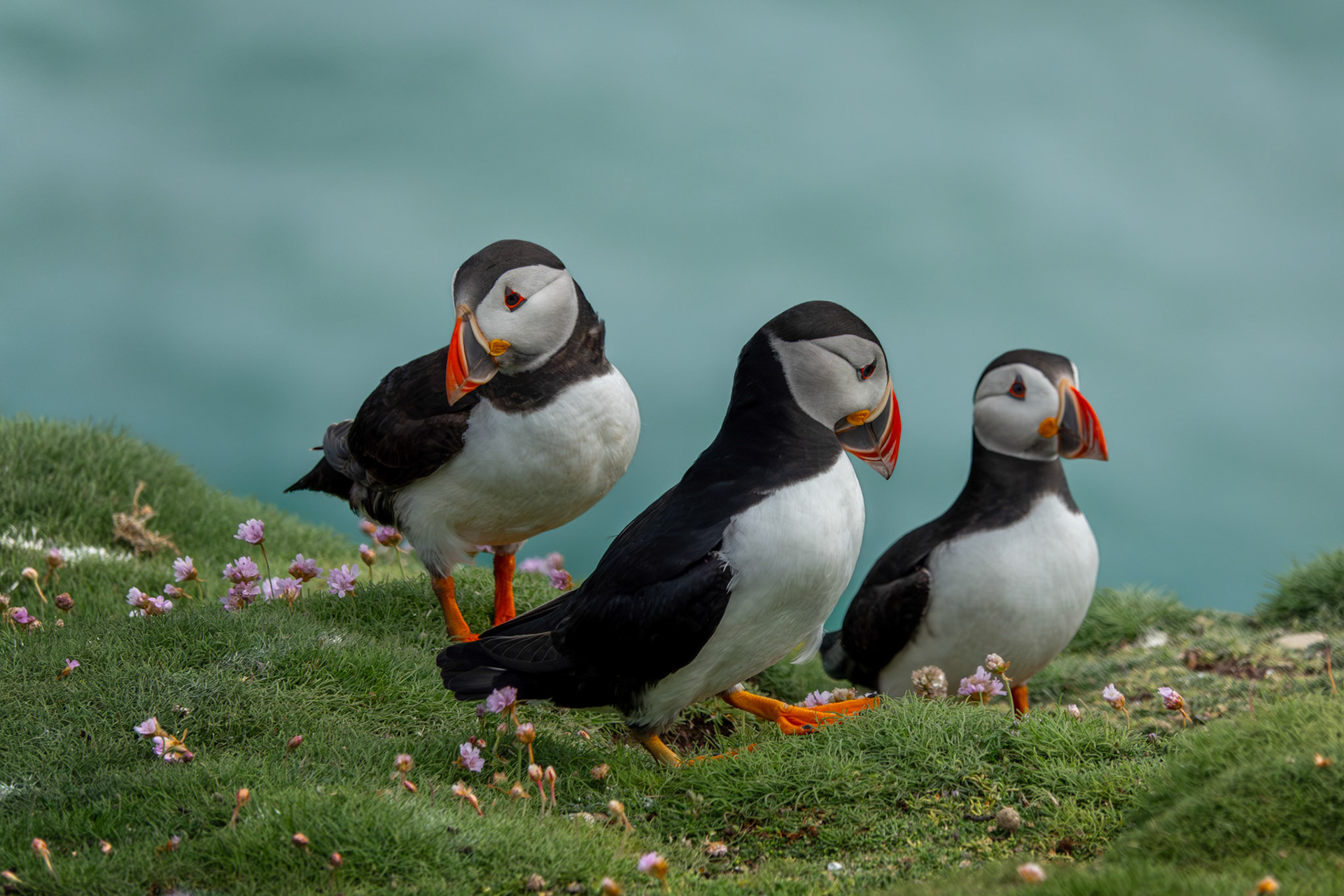 Alantic Puffins | Great Saltee Island, Co. Wexford