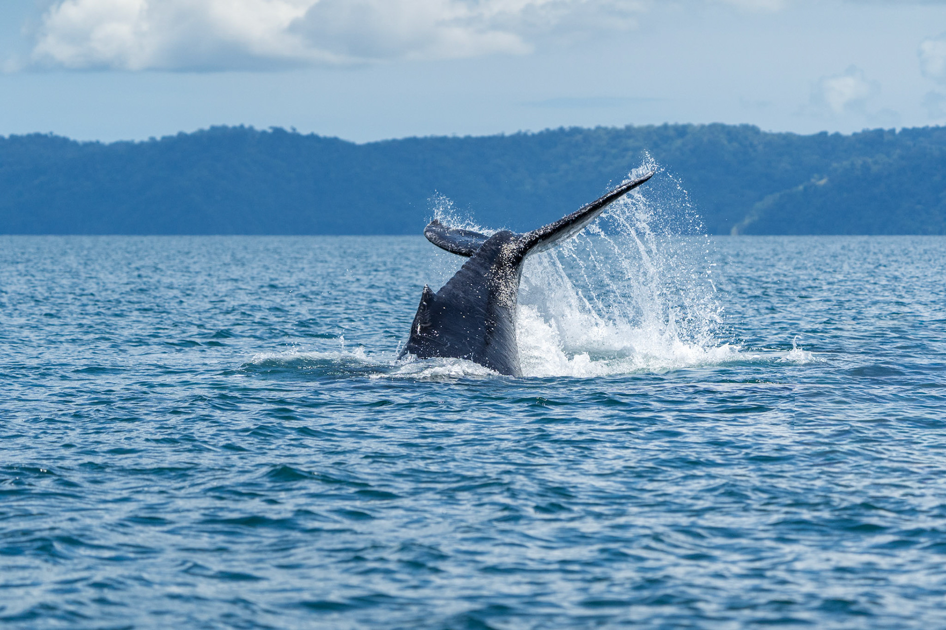 Humpback Whale | Golfo Dulce, Osa Peninsula