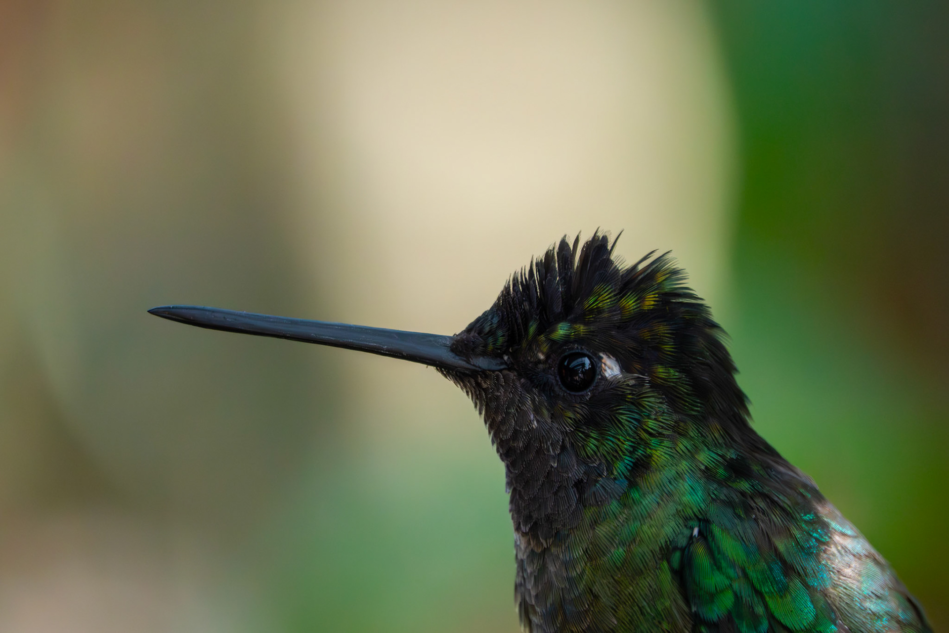 Hummingbird | San Gerardo de Dota