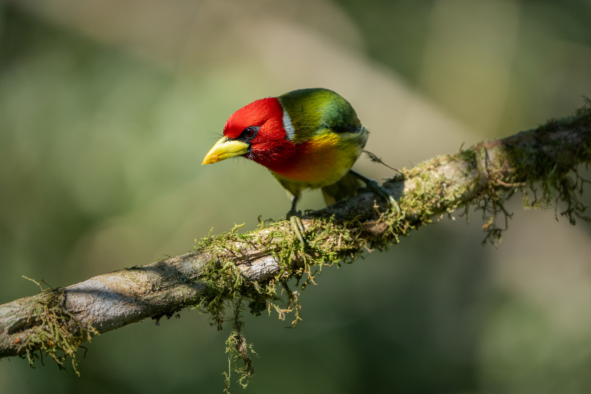 Read-Headed Barbet | San Gerardo de Rivas