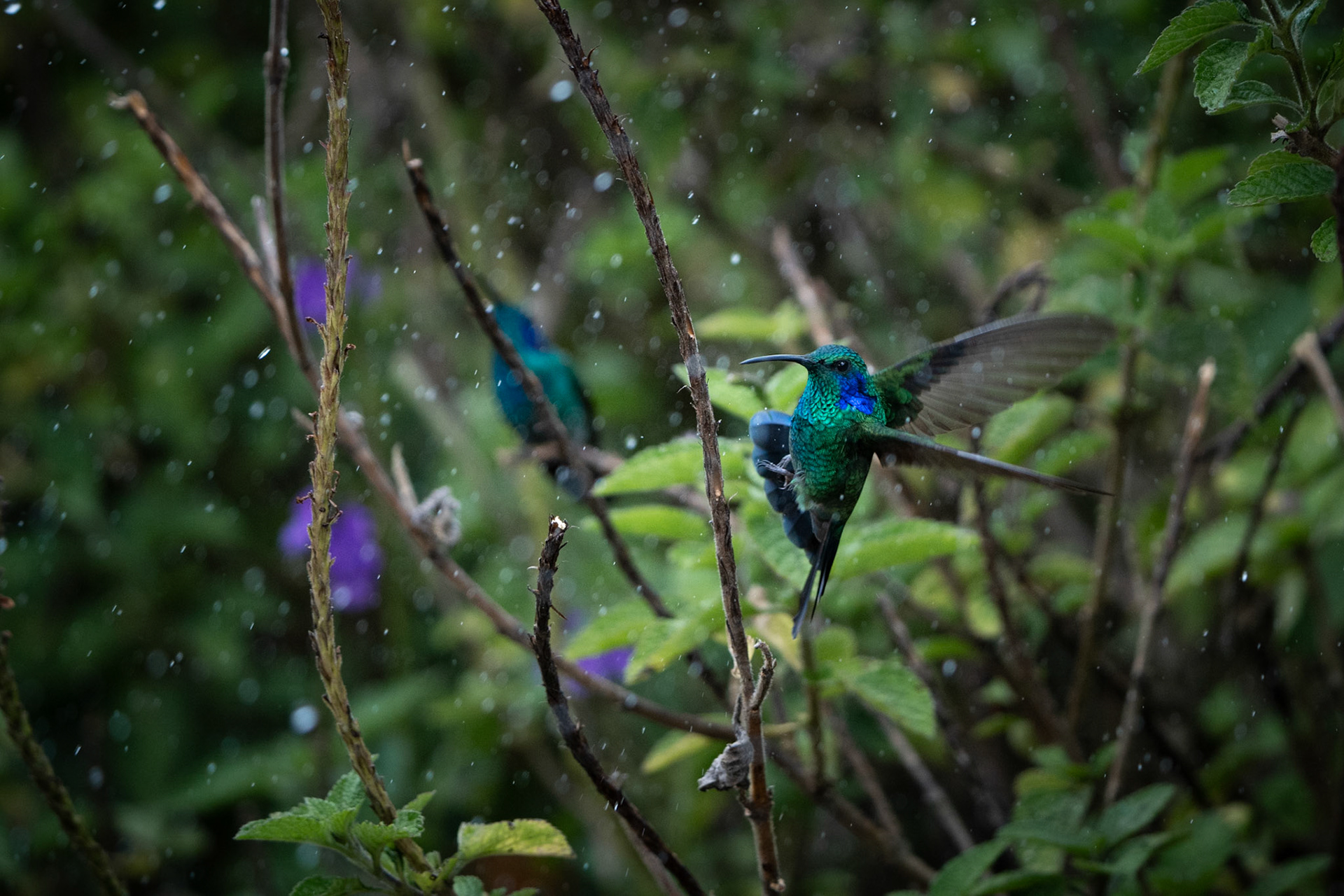 Mountain Violetear | San Gerardo de Dota