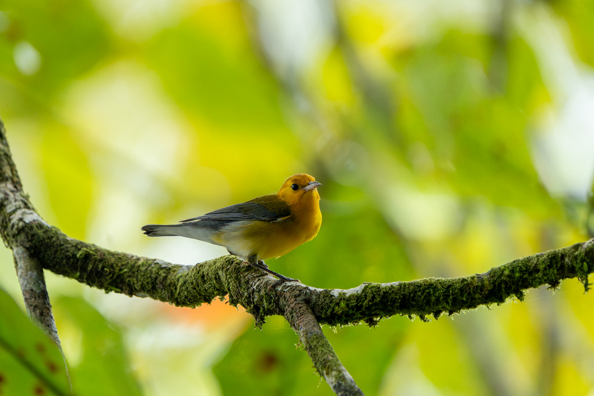 Prothonotary Warbler | Playa Blanca, Osa Peninsula