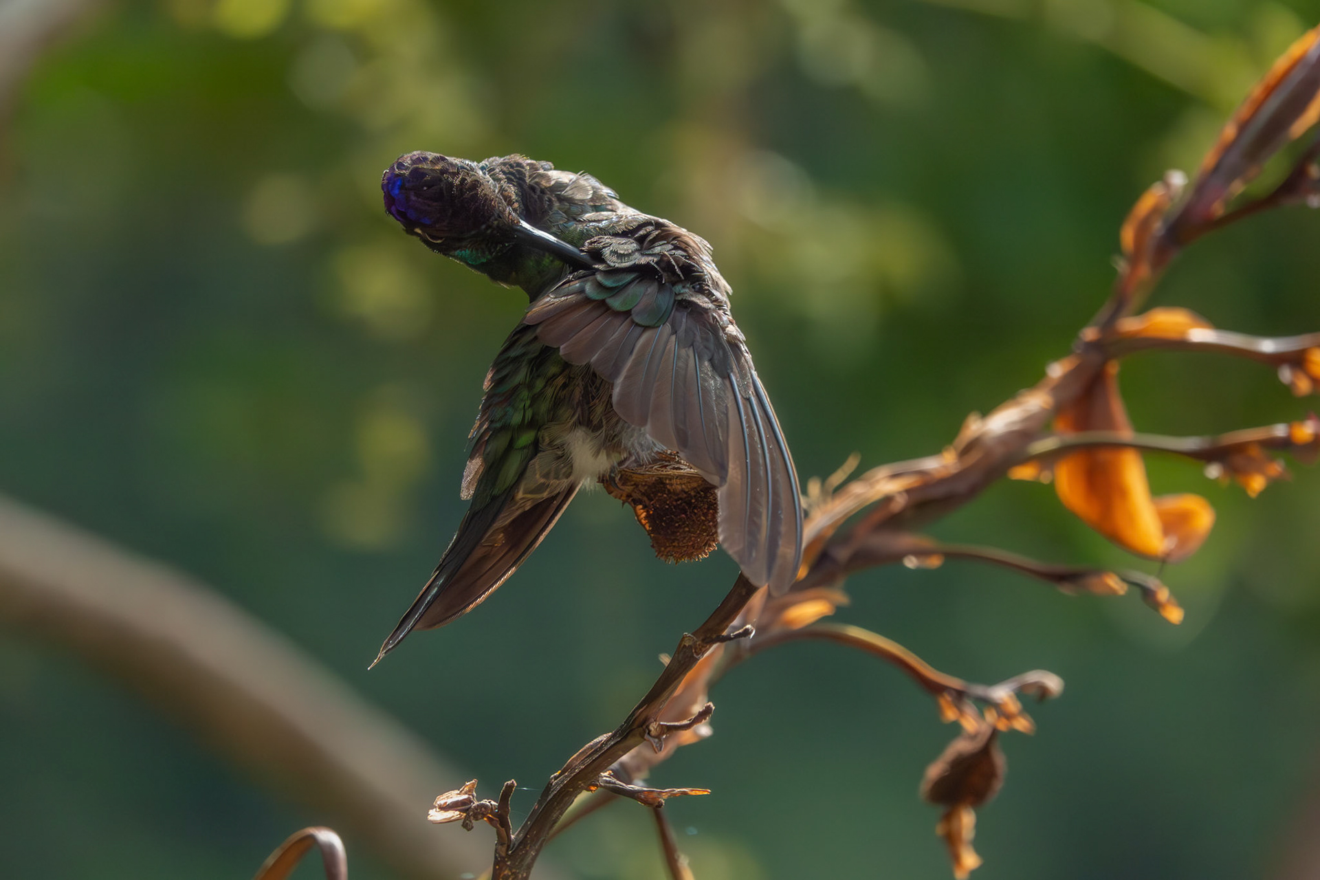 Hummingbird | San Gerardo de Dota