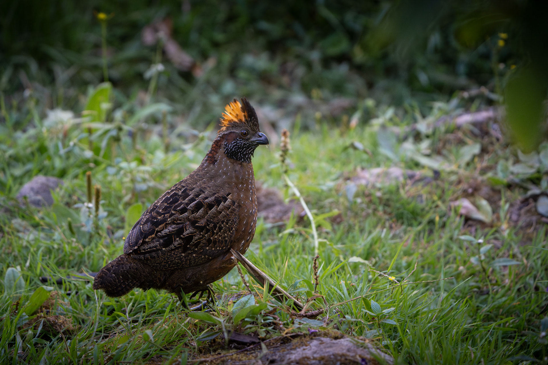 Spotted Wood Quail | San Gerardo de Rivas