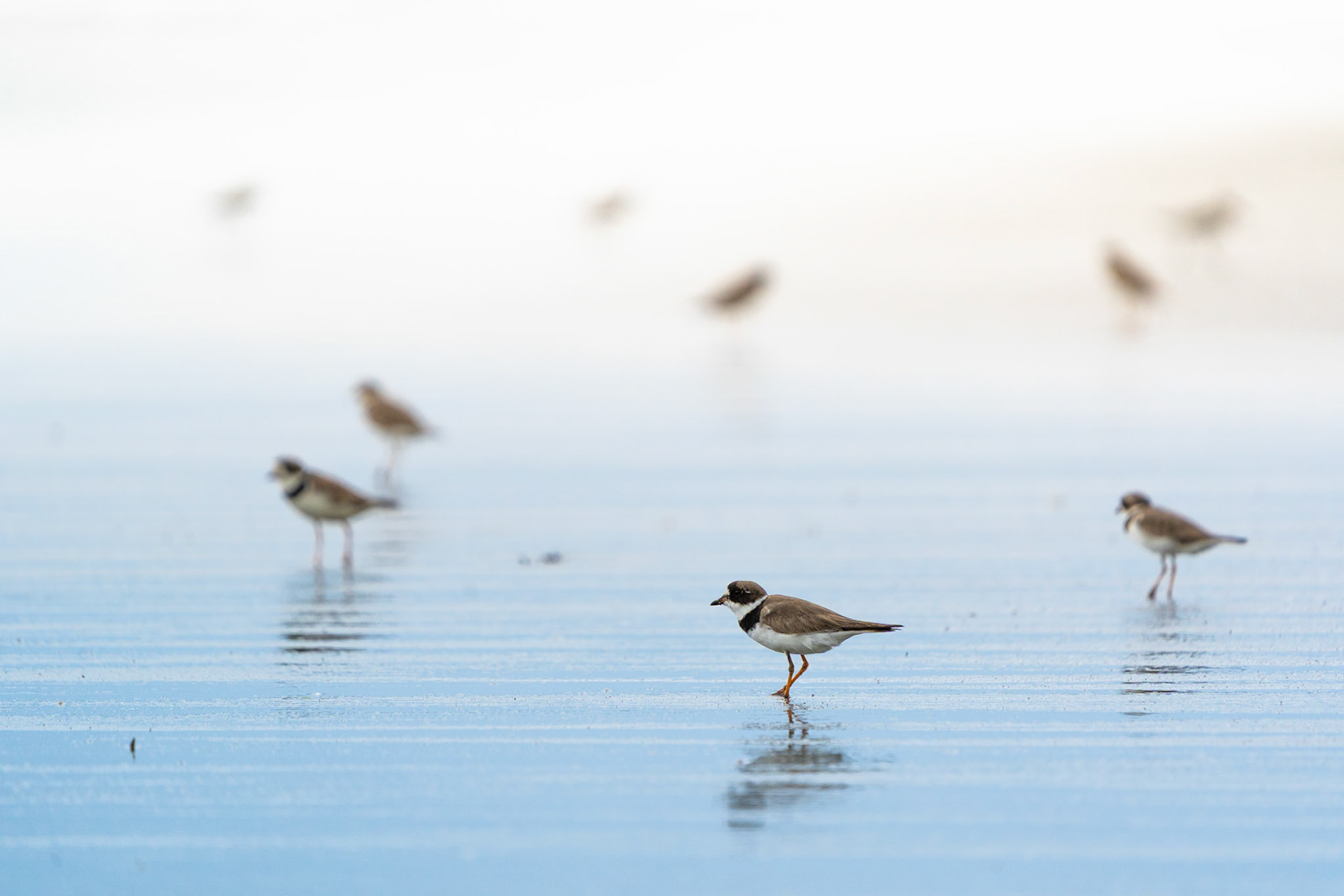 Collared Plover | Puerto Jiménez, Osa Peninsula