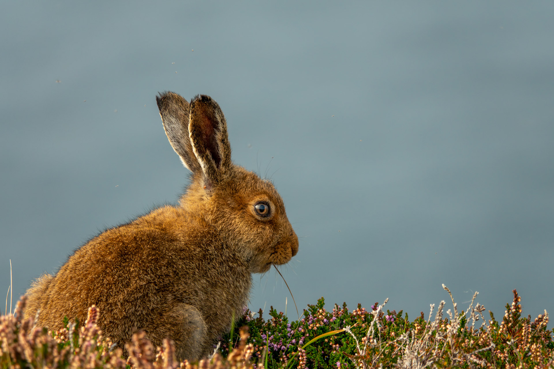 Wild Rabbit | Great Blasket Island, Co. Kerry