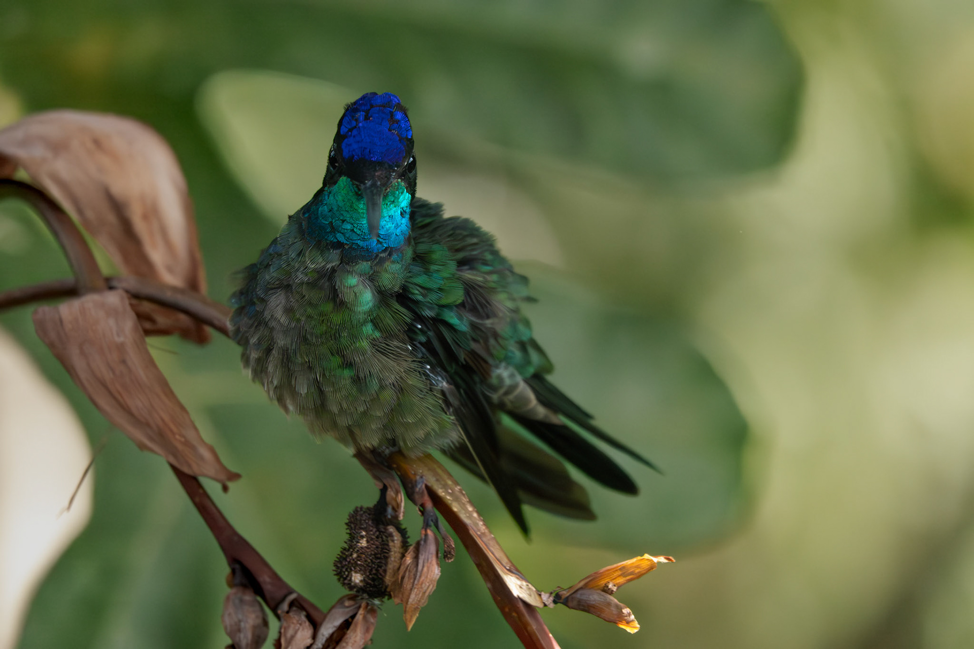 Hummingbird | San Gerardo de Dota