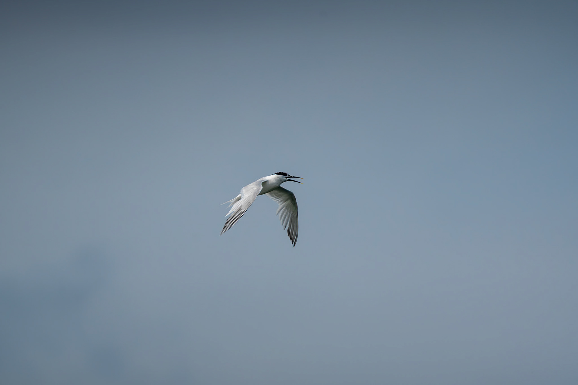 Sandwich Tern | Beale Point, Co. Kerry