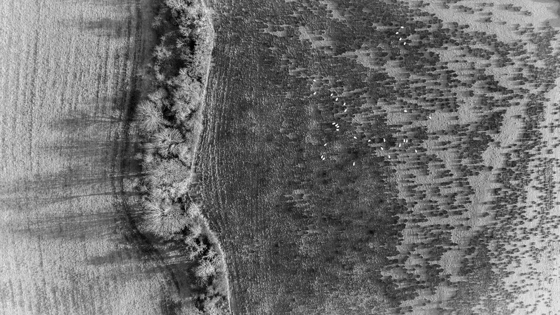 Sheep Pasture | Co. Sligo