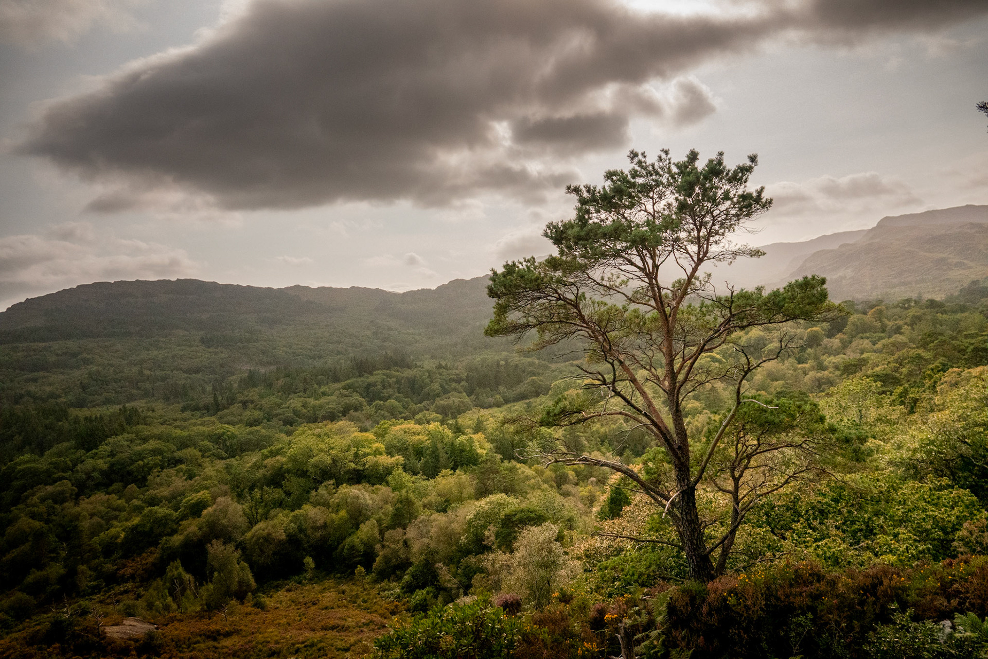 Glengarriff Woods | Beara Peninsula, Co. Cork