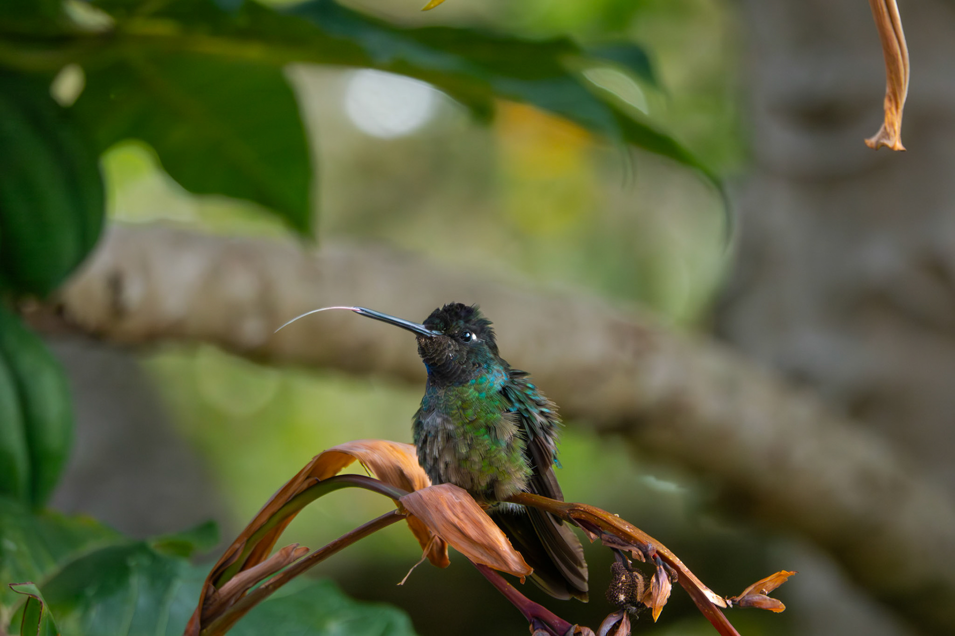 Hummingbird | San Gerardo de Dota