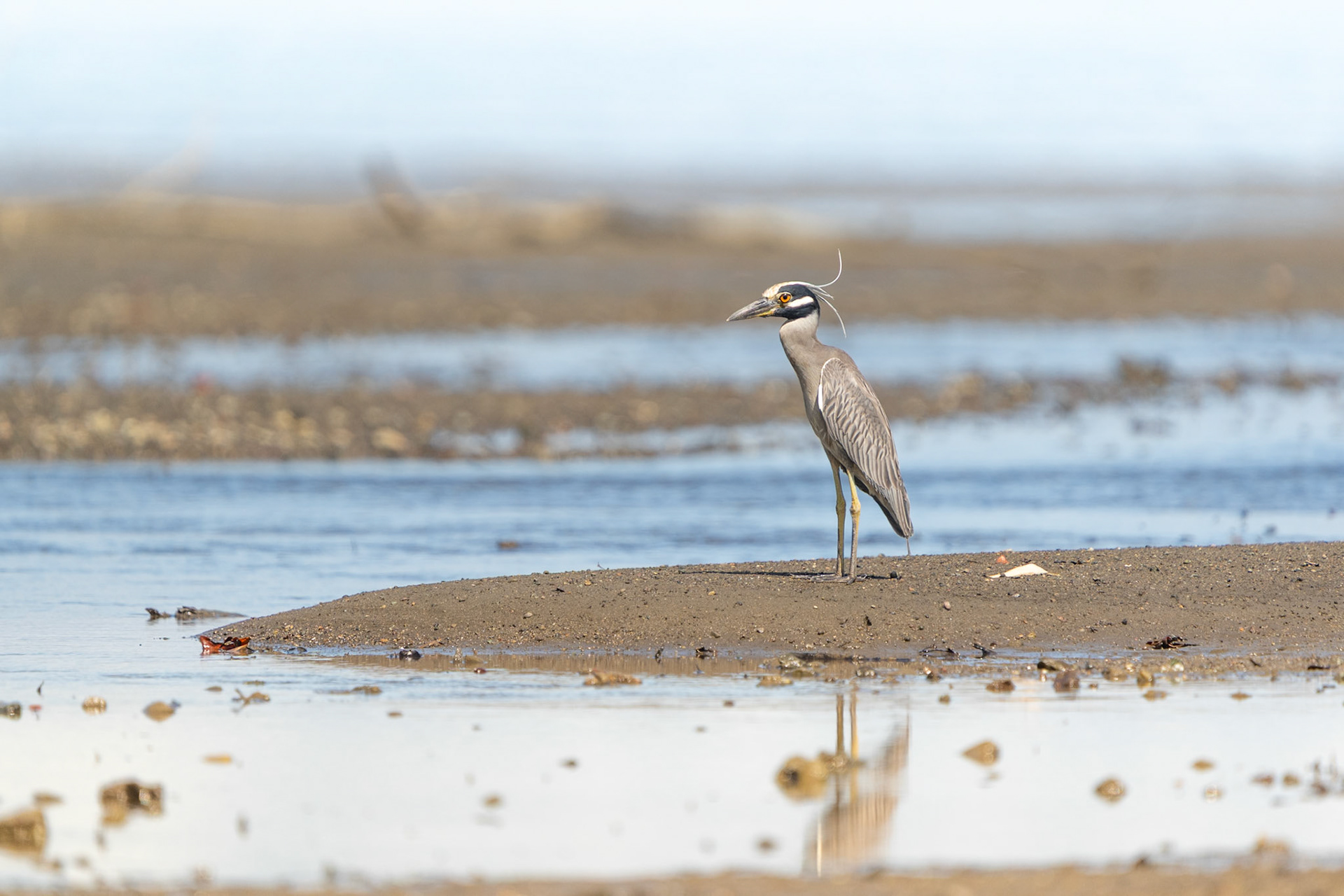 Yellow-crowned Night Heron | Playa Juanito Mora, Osa Peninsula