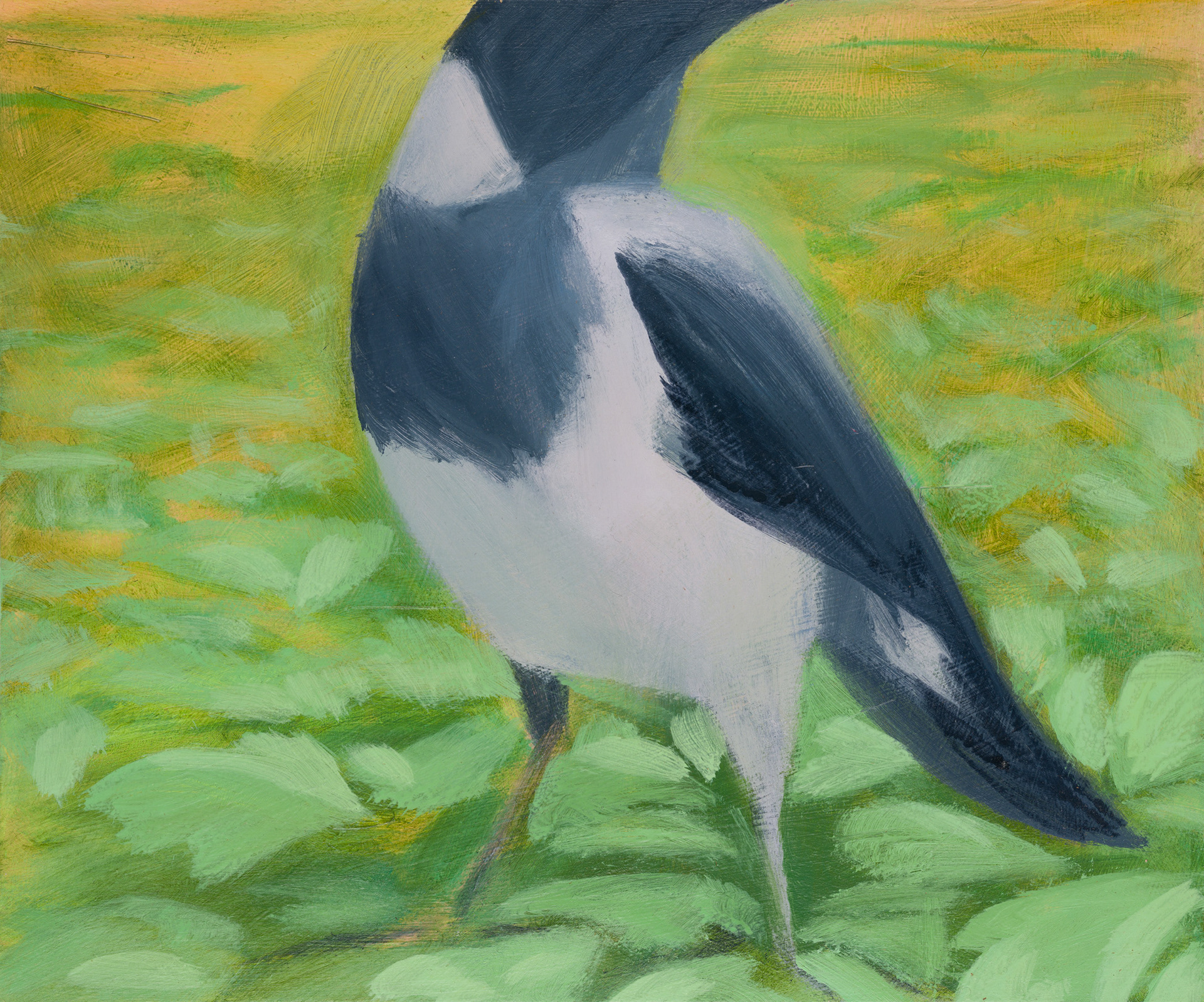 Uccelli di Roma XVII, 2024, 25x30 cm, acrylic on hardboard