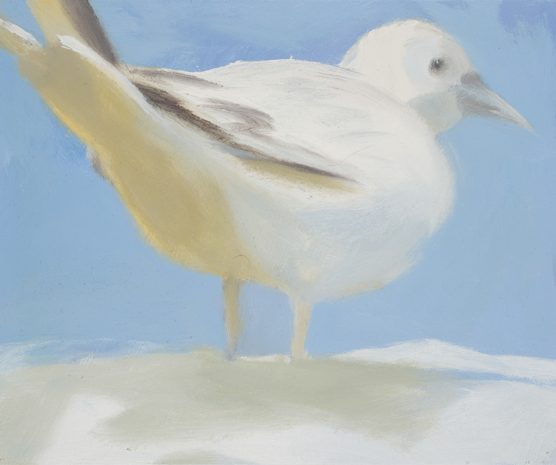 Uccelli di Roma 12_2024_25x30cm_acrylic on hardboard