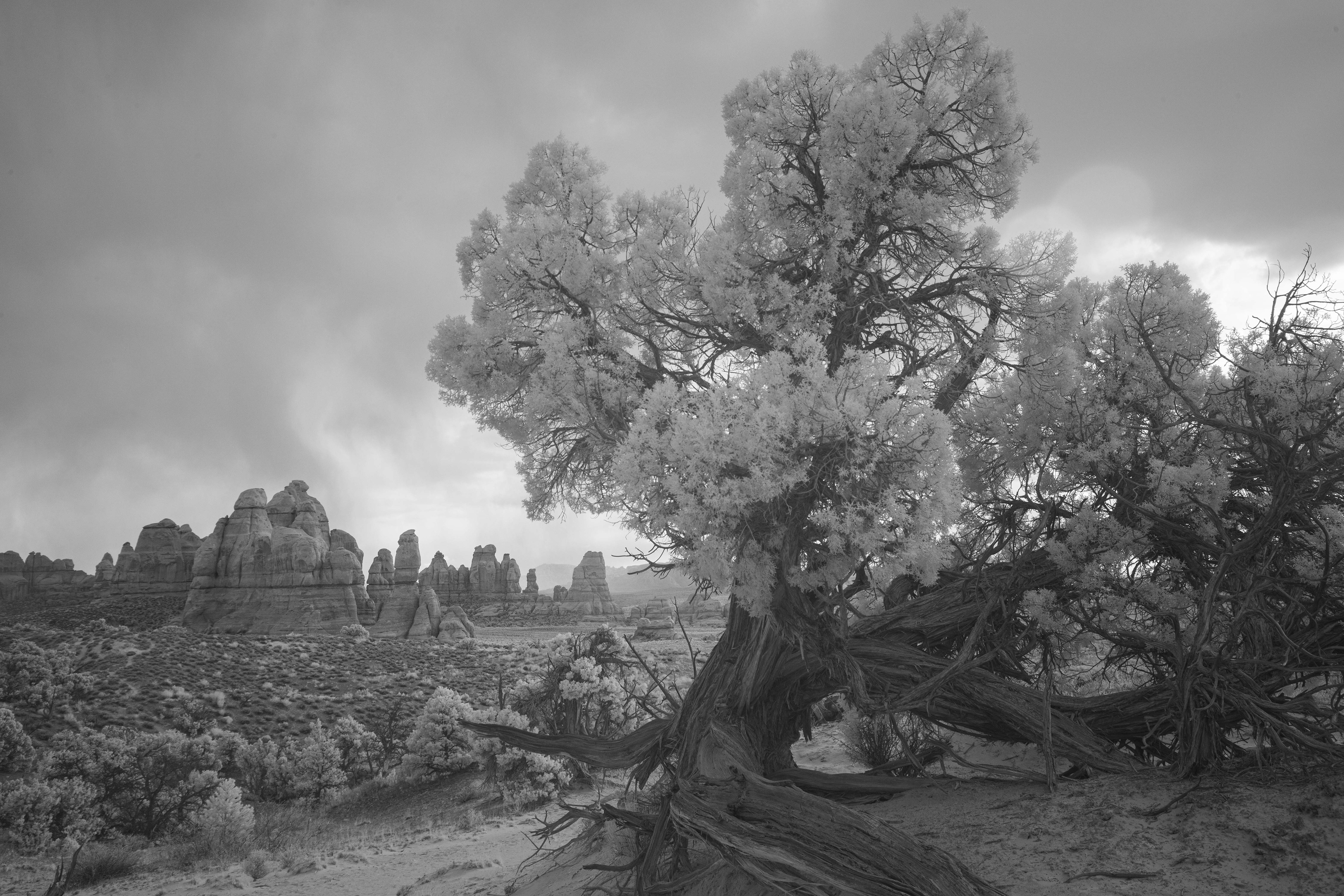 Sand-blown tree and rock formations in infrared. Canyonlands NP, UT.