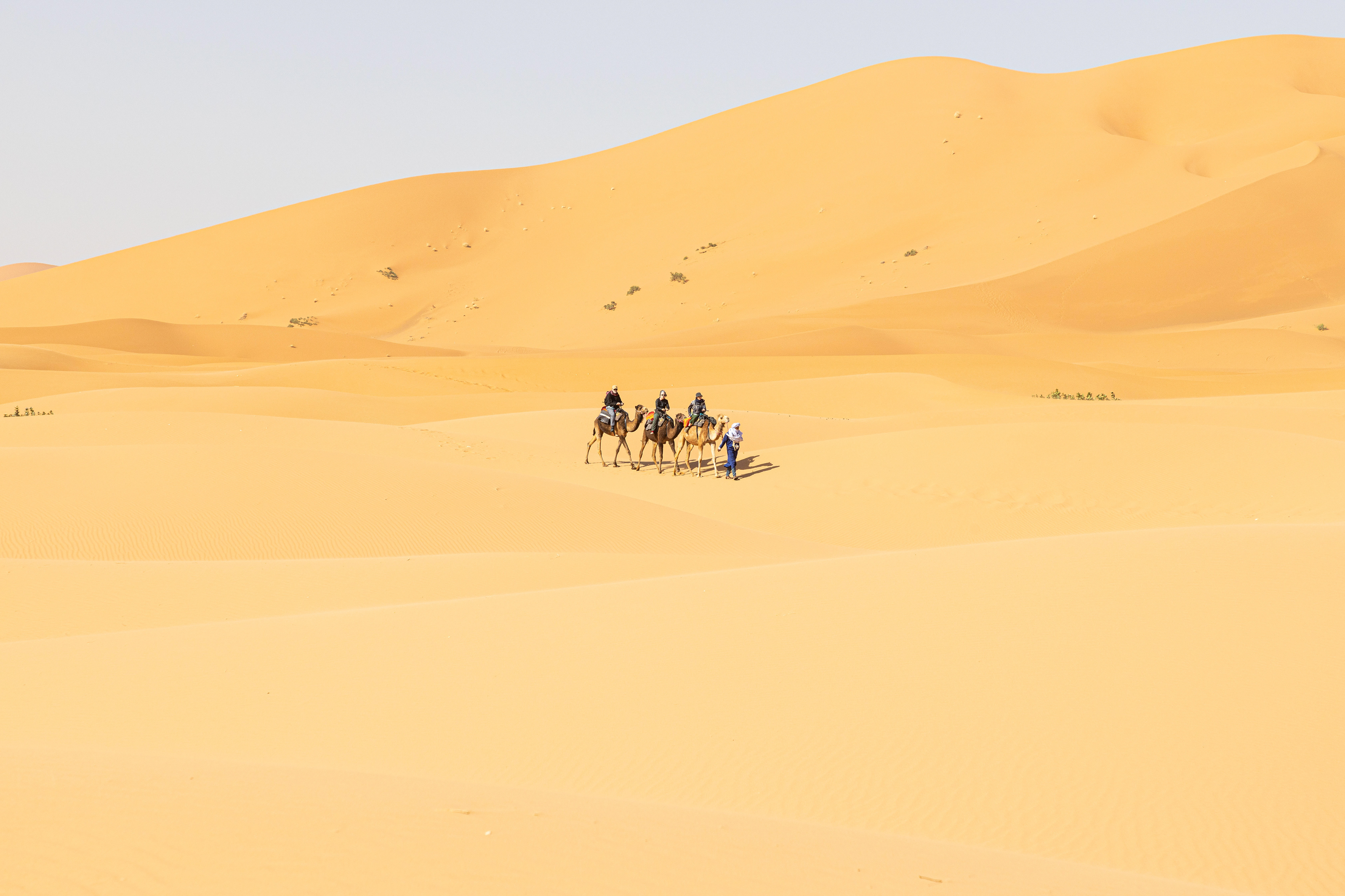 Passage through the Erg Chebbi dunes on dromedary. Merzouga, Morocco.