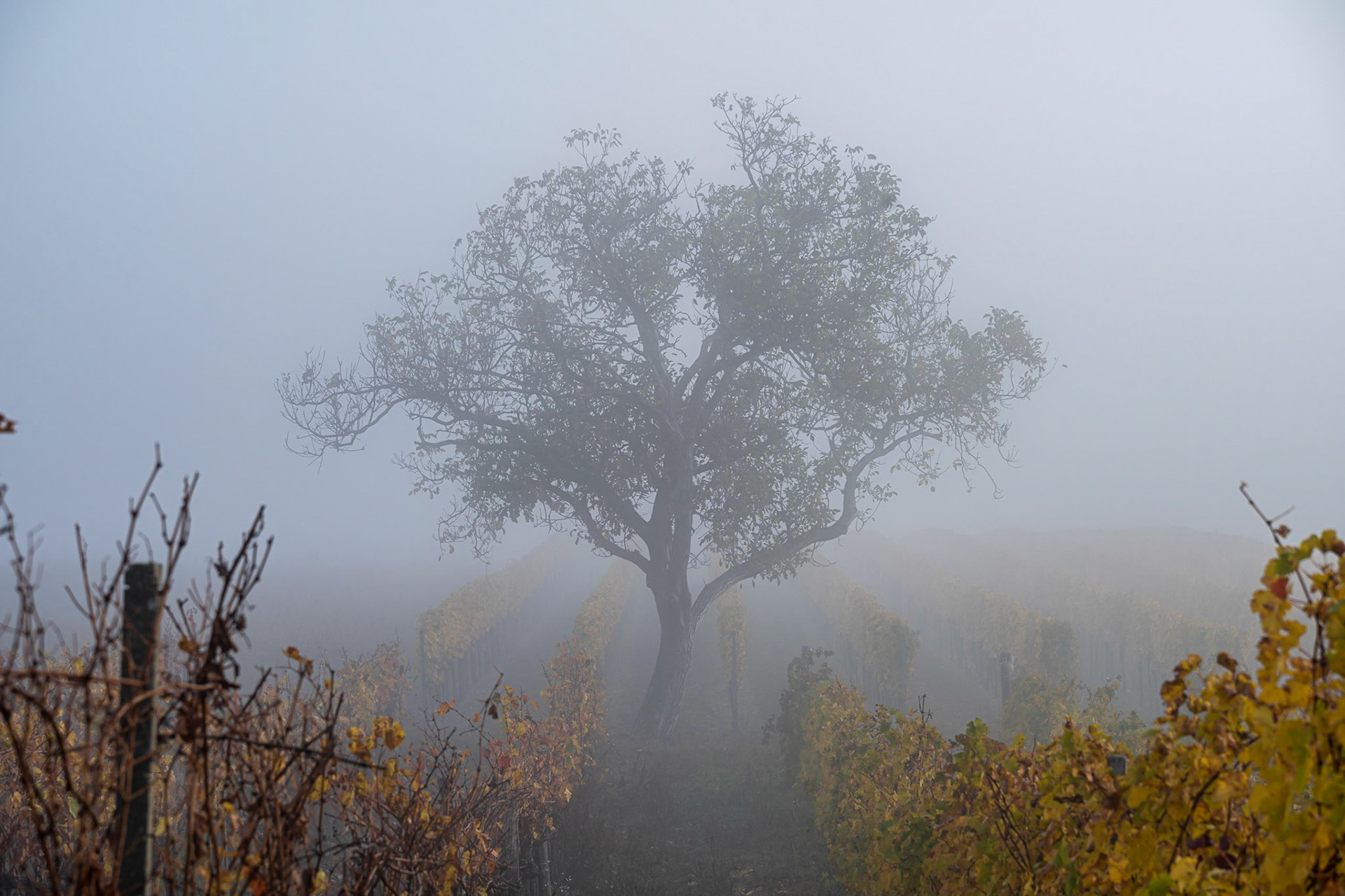 A lonley and misty view of a tree in the middle of a wine yard field in Burgenland Austria in the morning in autum fog