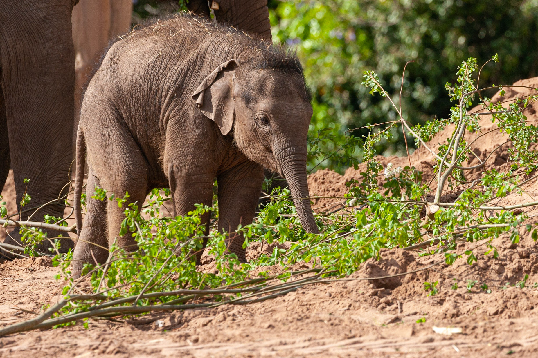 The youngest baby to date - Nayan - feeding in the May day sunshine at Chester Zoo, England UK