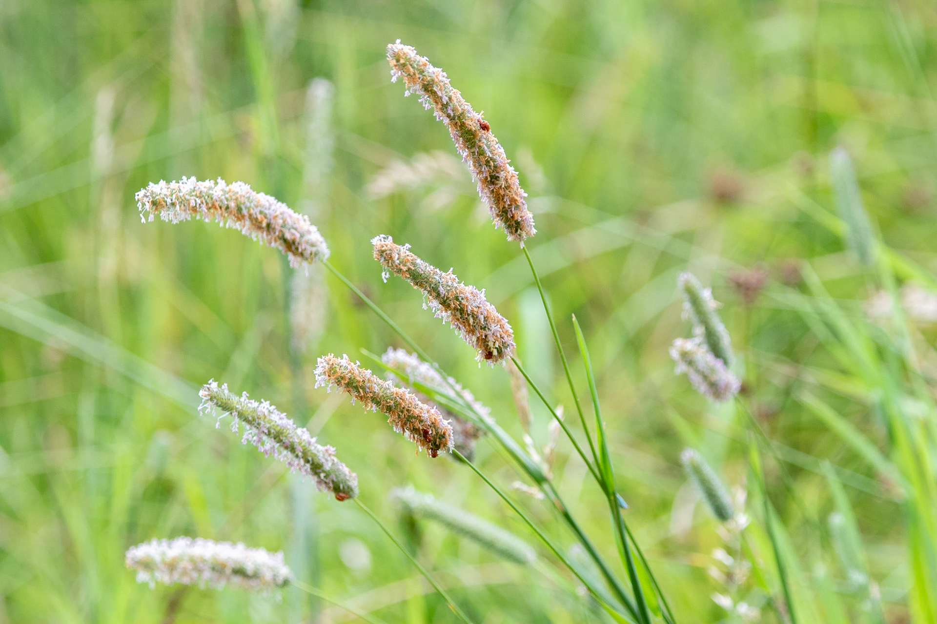 Timothy grass (Phleum pratense) in late flower.