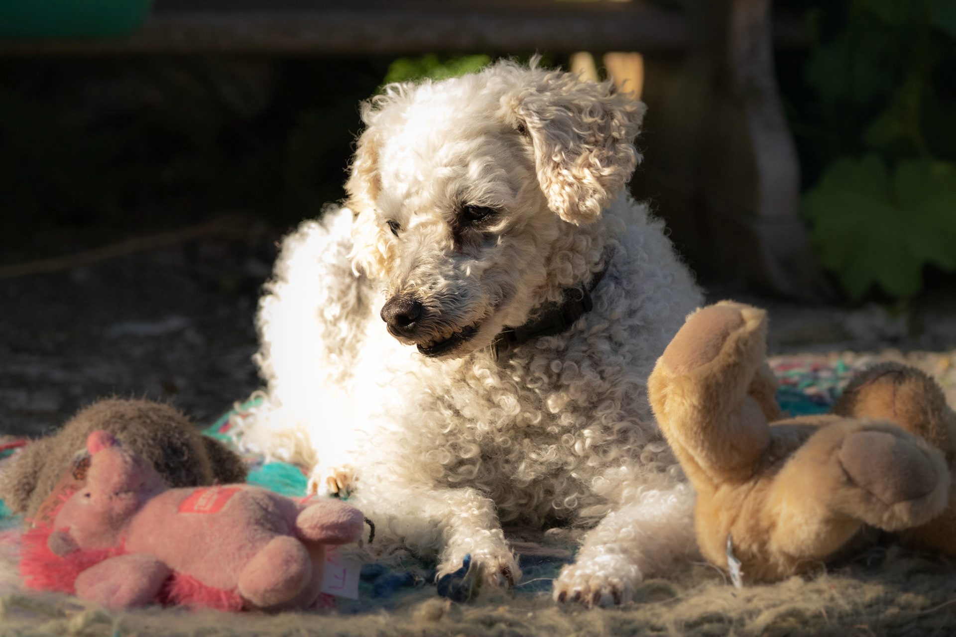 Miniature Poodle outside in the sunshine with some of her toys.