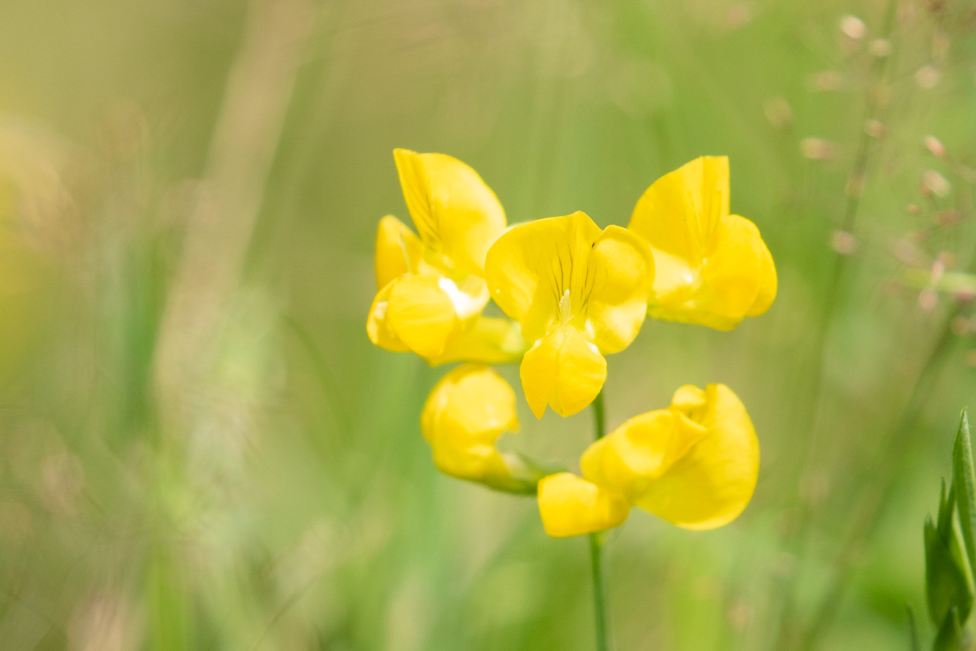 Flower of a Common Birds-Foot trefoil (Lotus corniculatus L.).