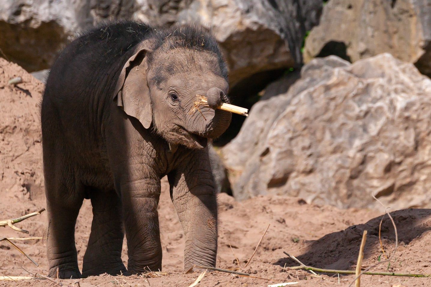 The youngest baby to date - Nayan - plays in the May day sunshine with a piece of bamboo at Chester Zoo, England UK.