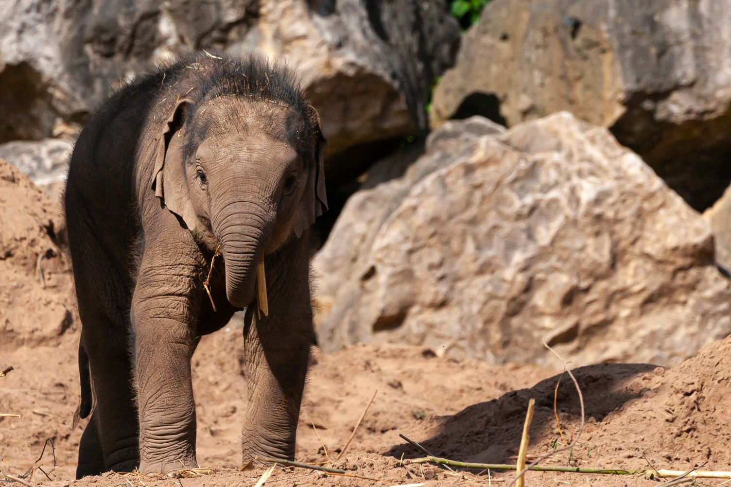 The youngest baby to date - Nayan - plays in the May day sunshine at Chester Zoo, England UK