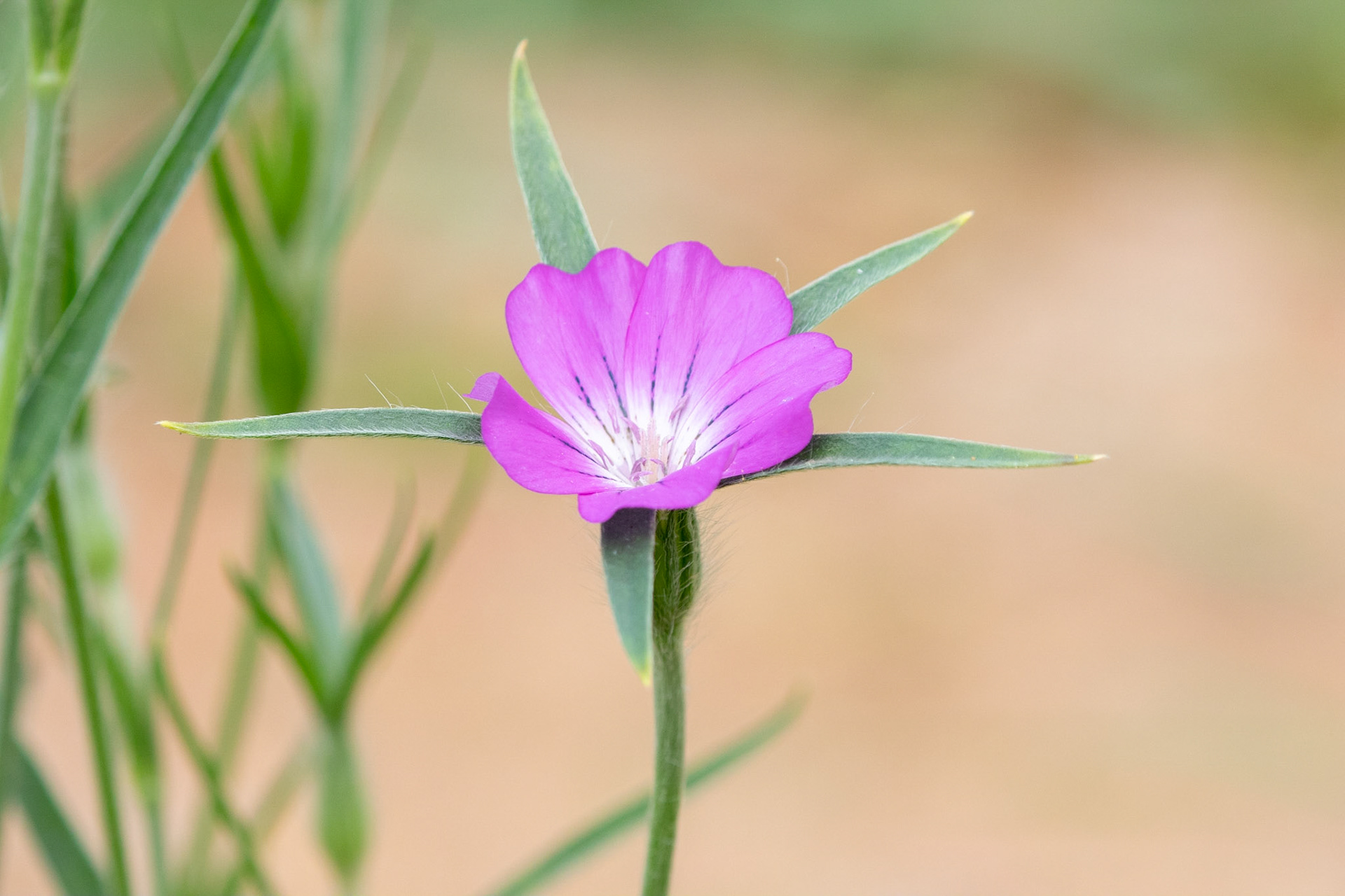 Flower of the Corncockle (Agrostemma githargo).