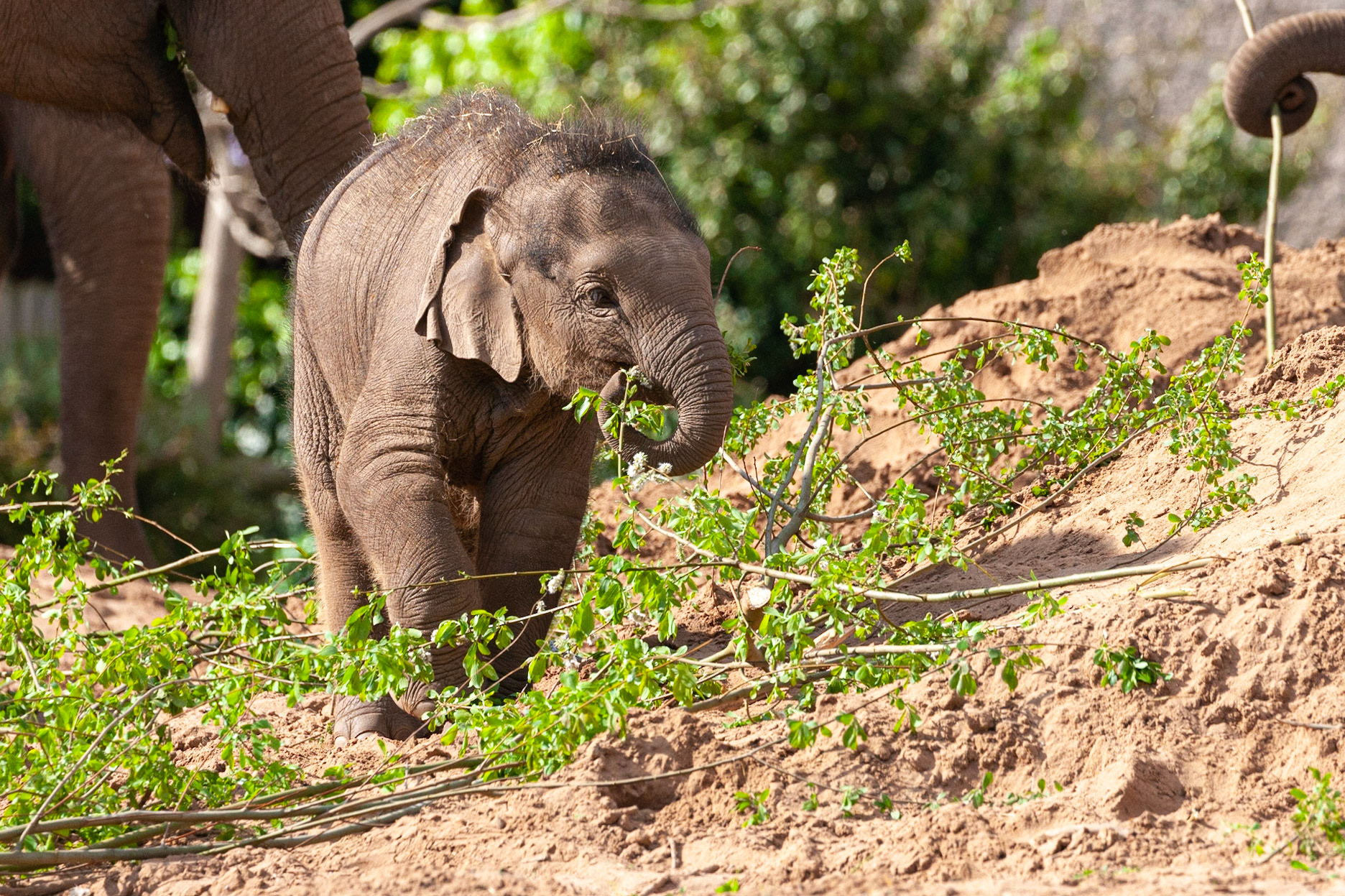 The youngest baby to date - Nayan - feeding in the May day sunshine at Chester Zoo, England UK
