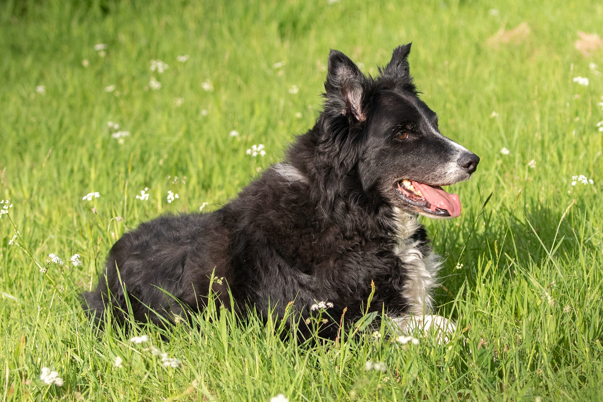 Chip Dog at Bryn Coch Bach