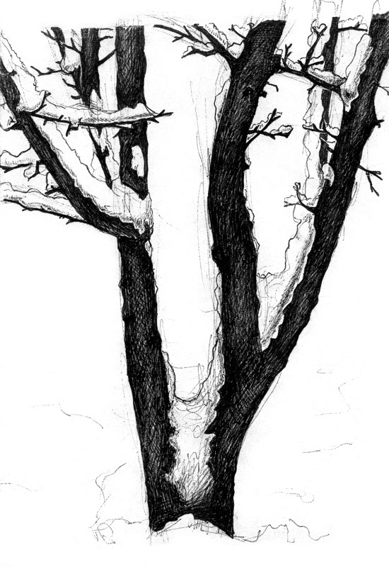 A Snow-Covered Tree © 1989