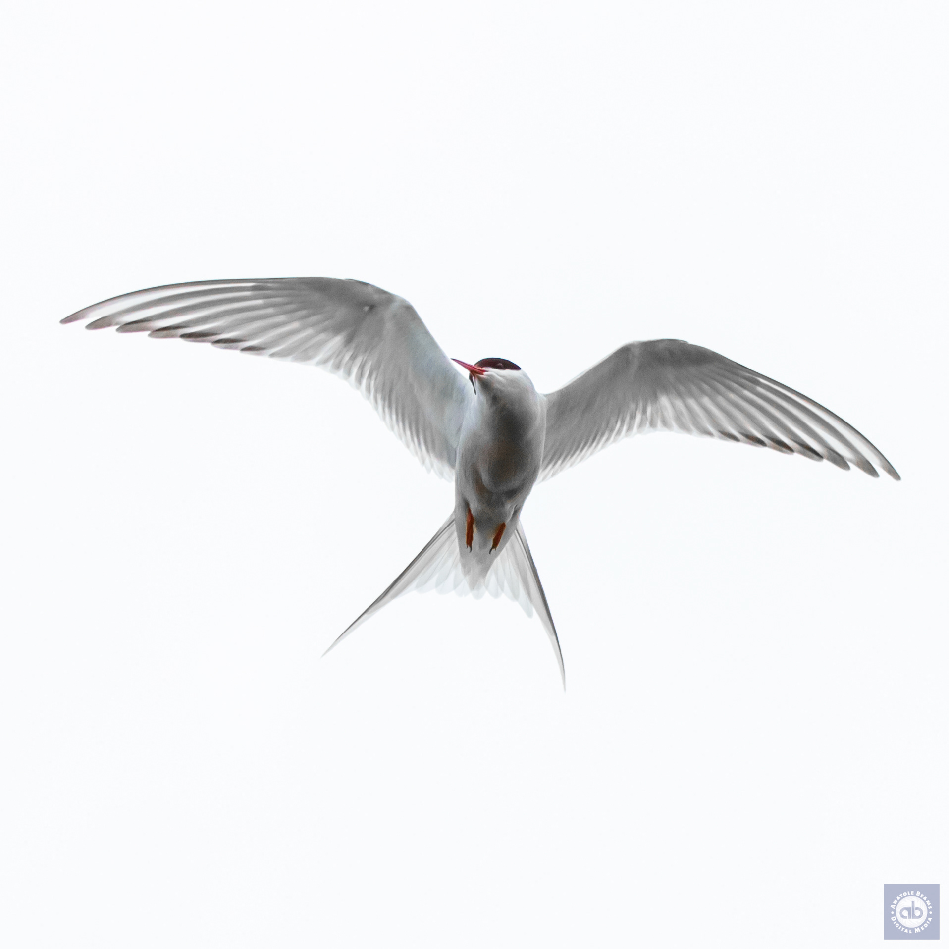 Arctic Tern - Iceland
