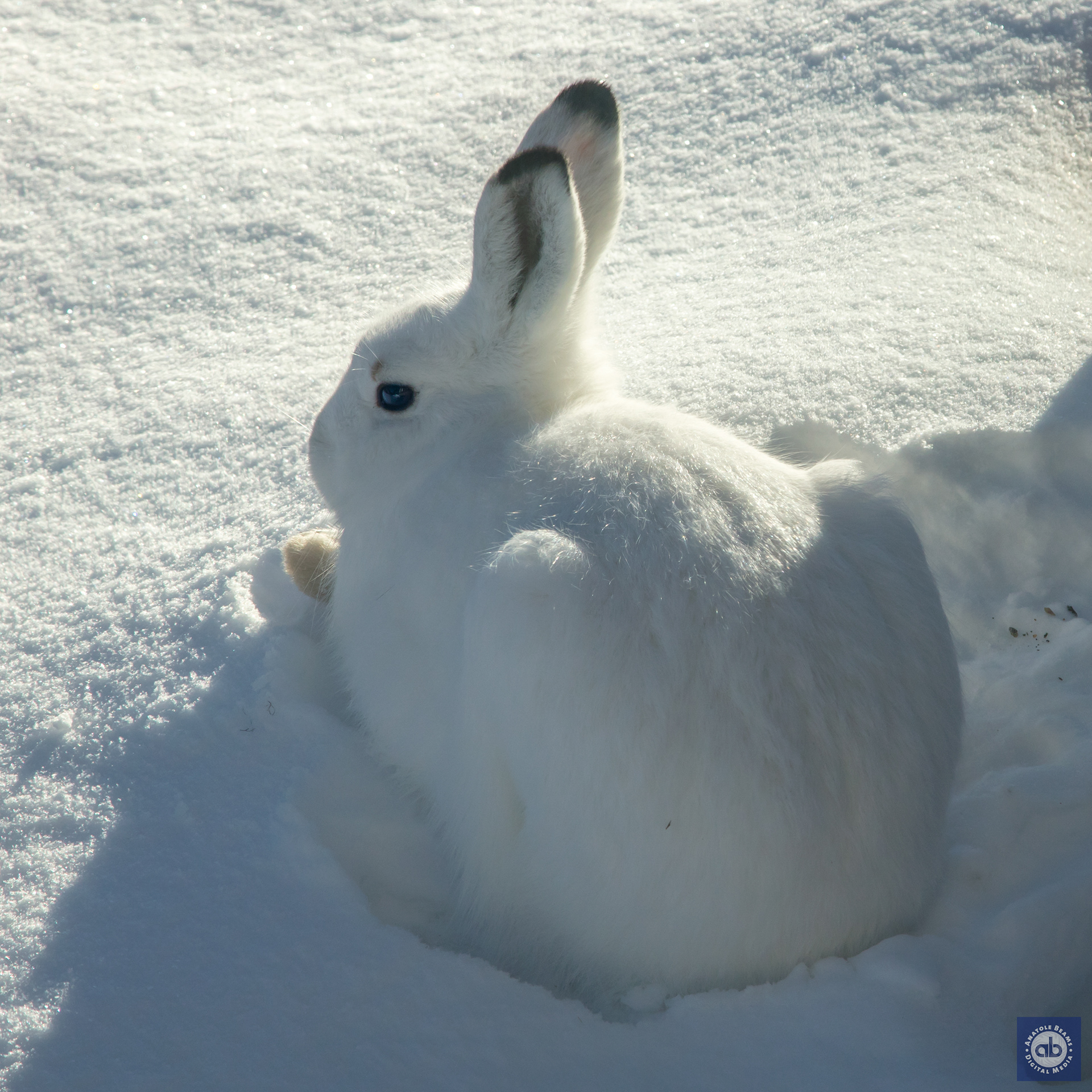 Mountain Hare - Arctic Finland