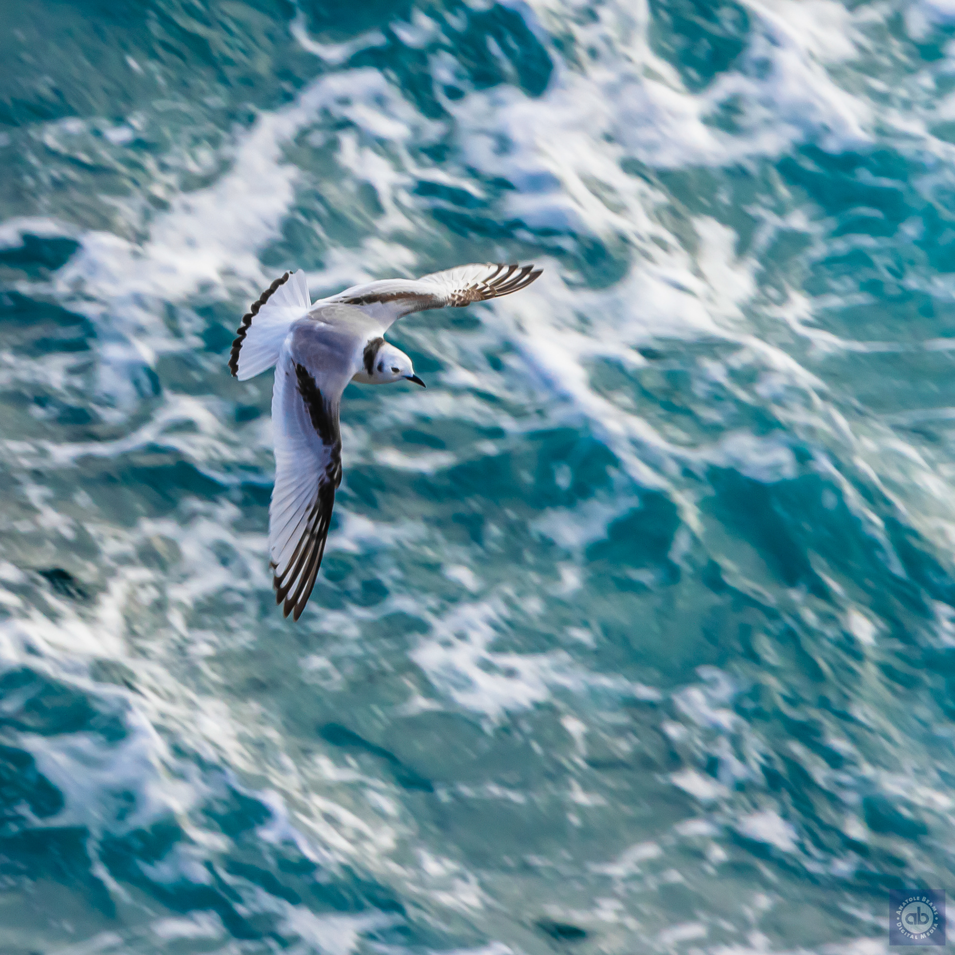 Kittiwake - Sumburgh head, Shetland