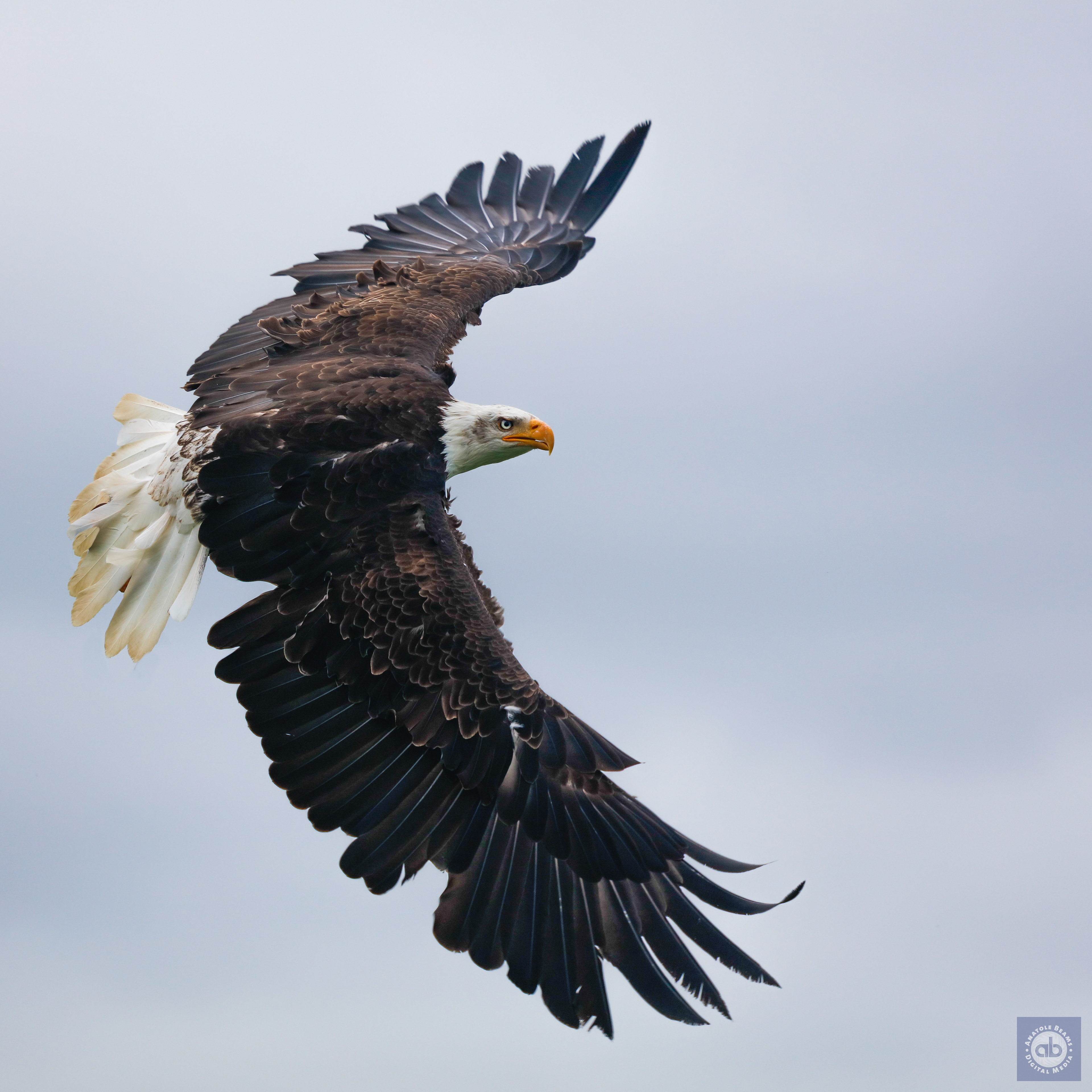 White-tailed Eagle - ESF