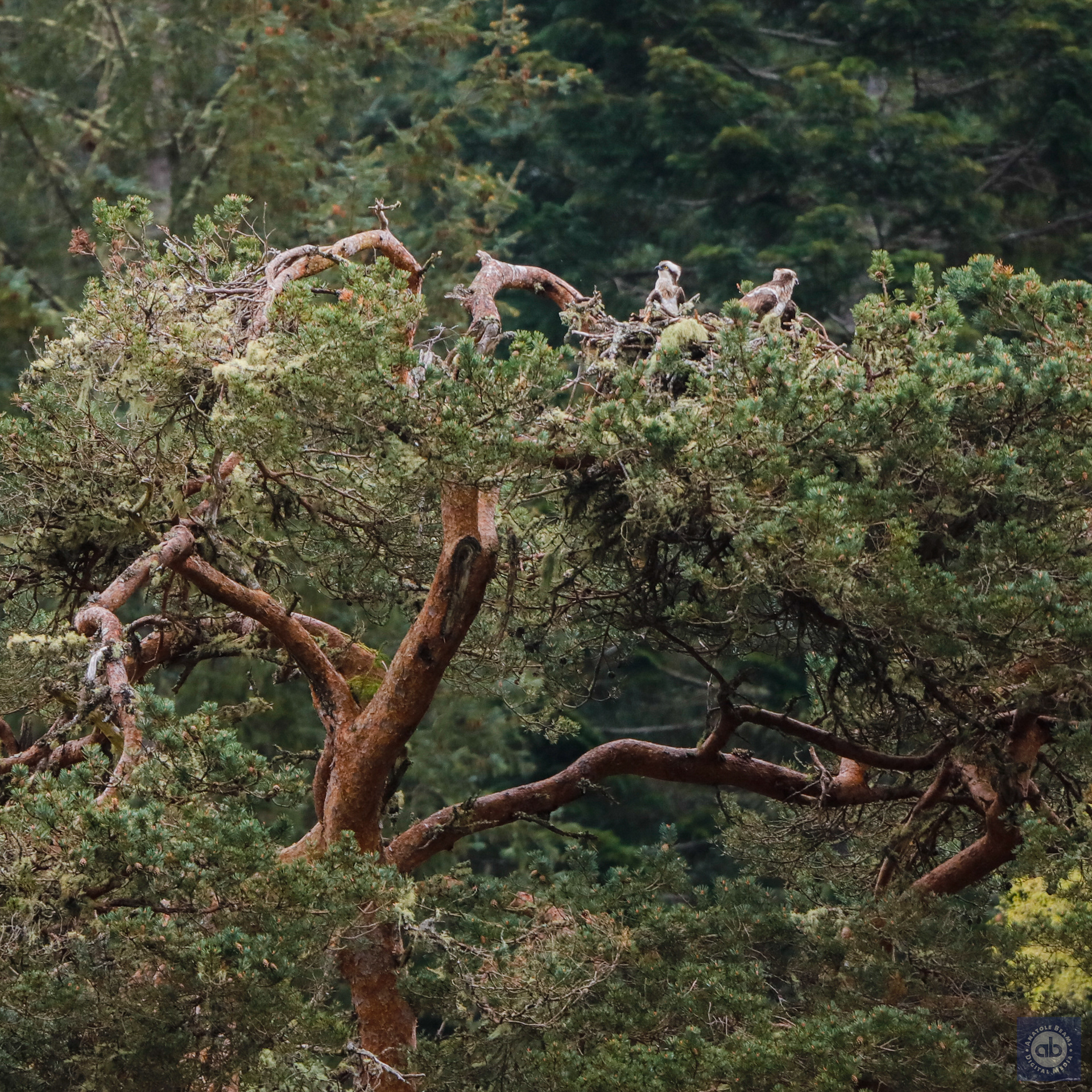 Ospreys nest - Beauly