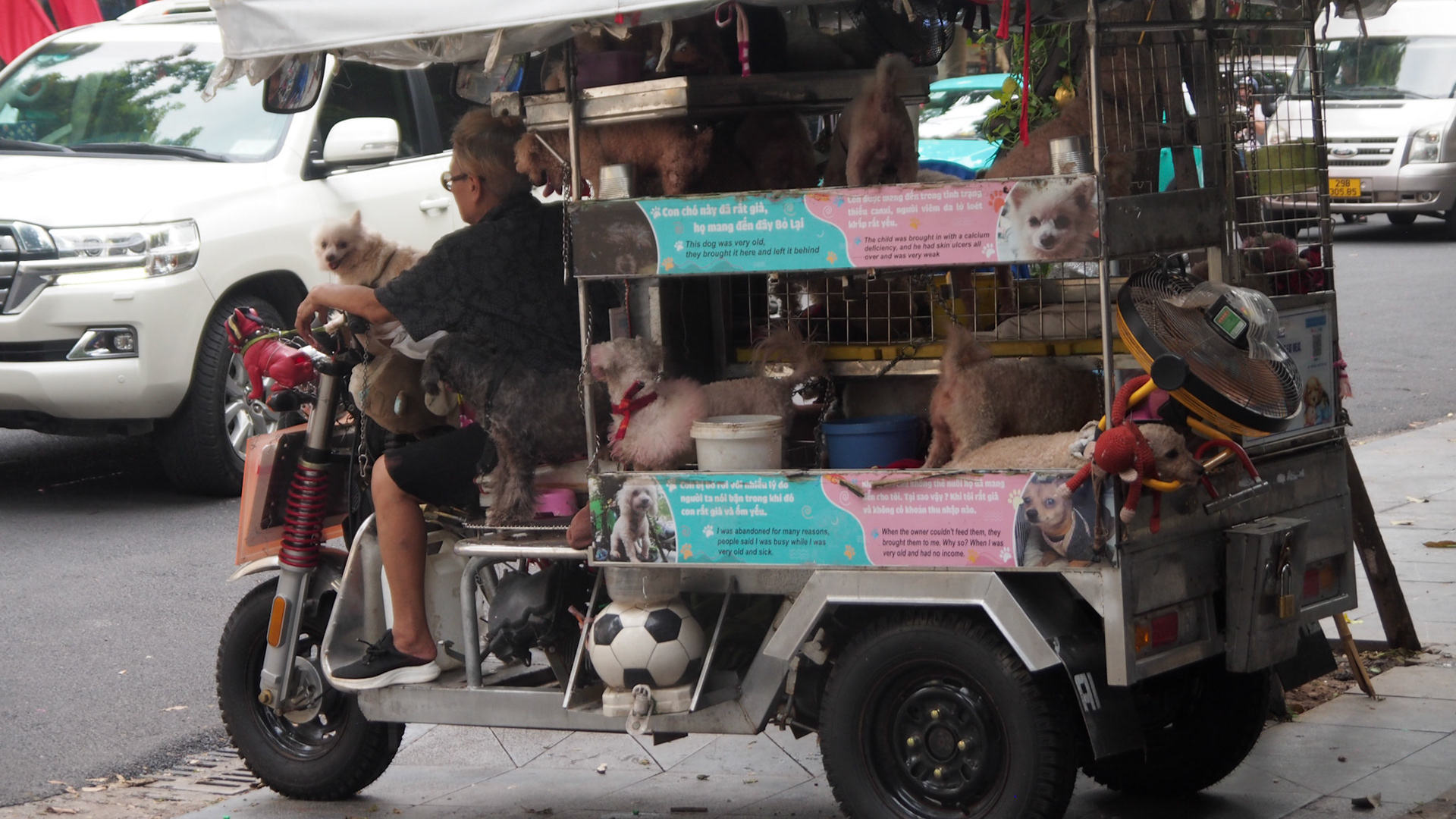 dogs Hanoi.2024