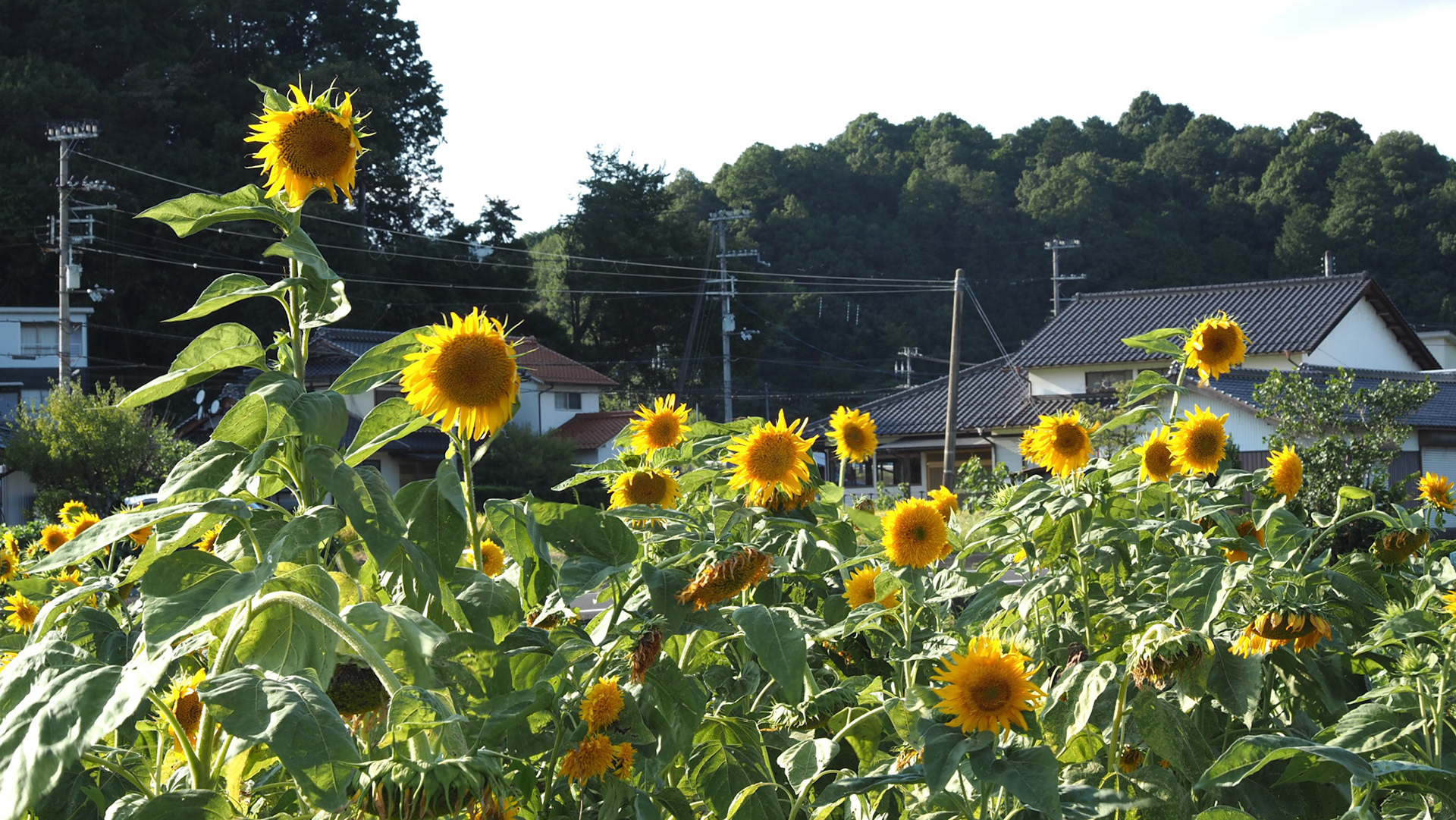 sunflowers.2024