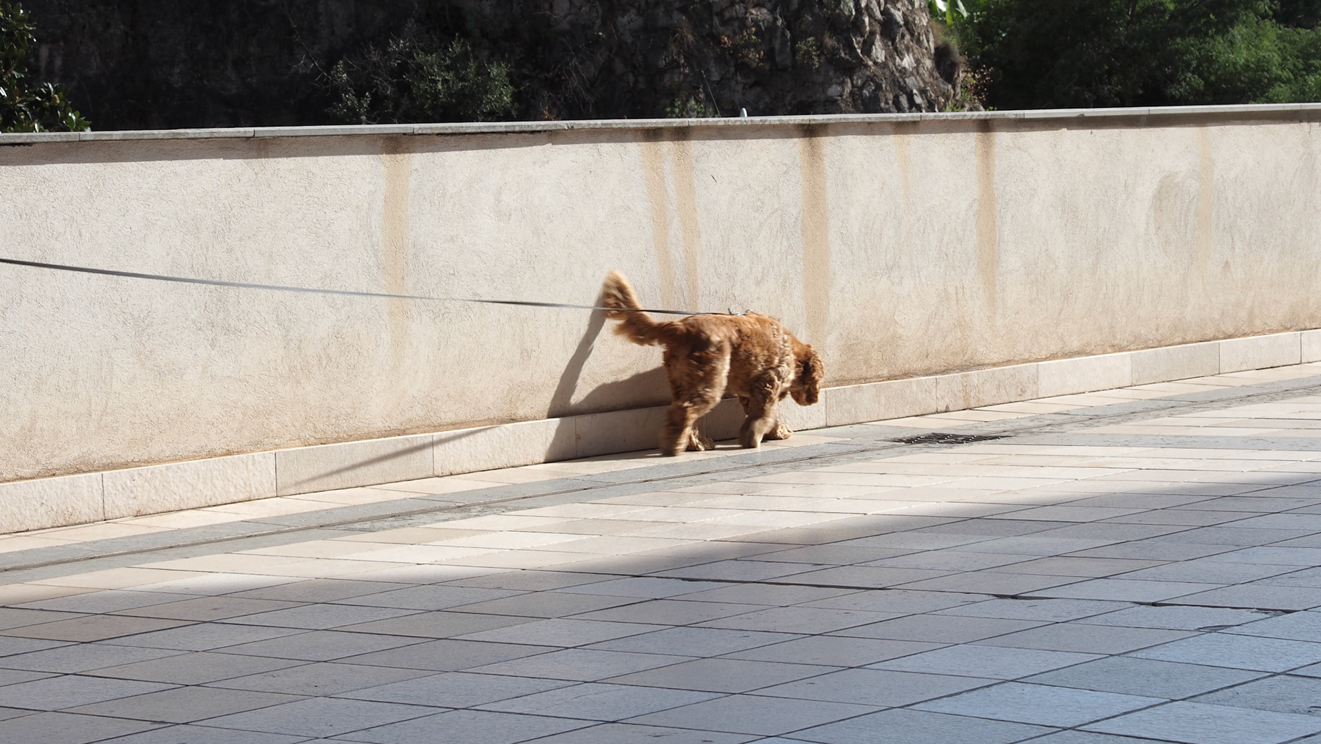 dog Monaco.2024