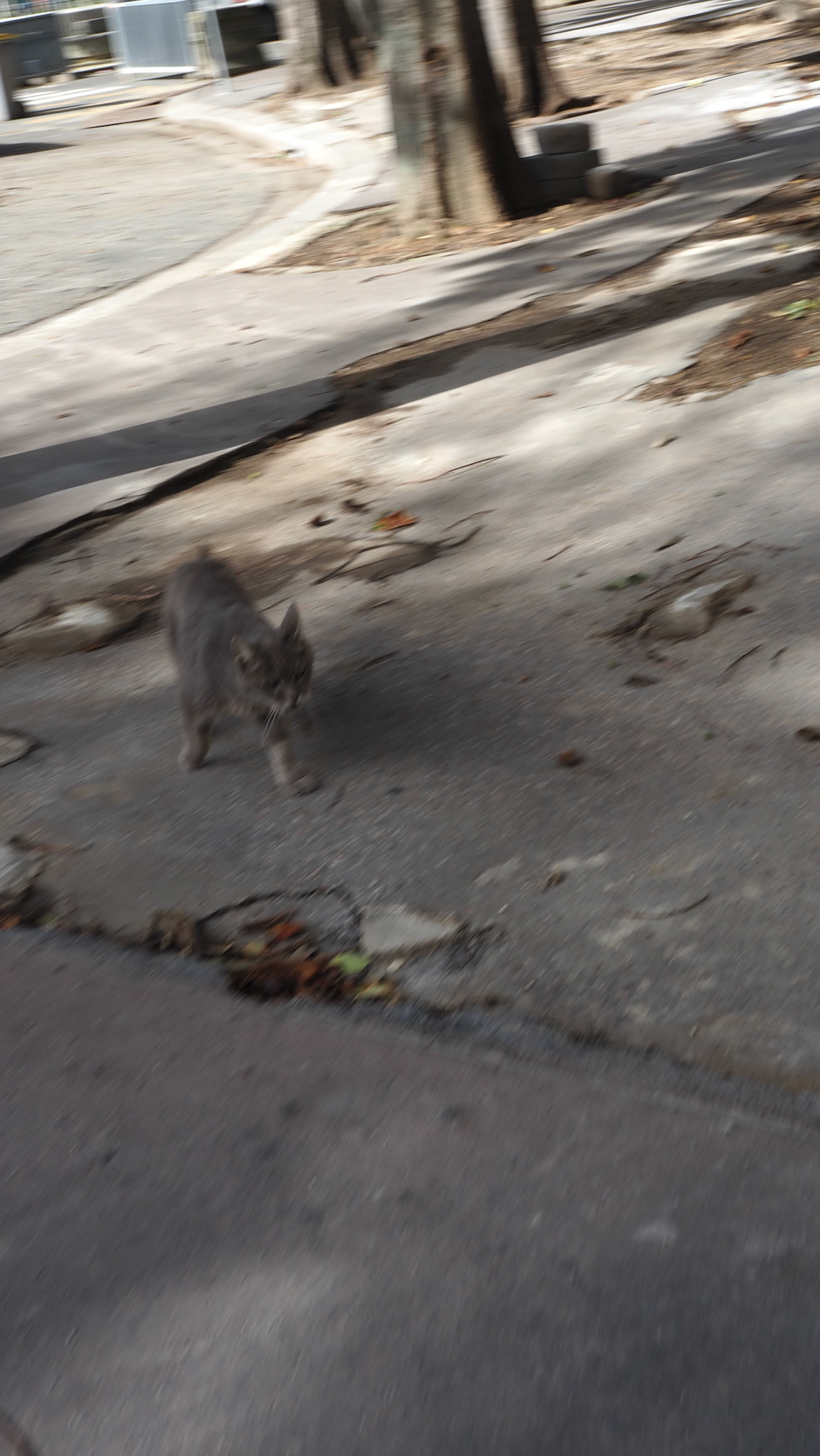 cat Paris.2024